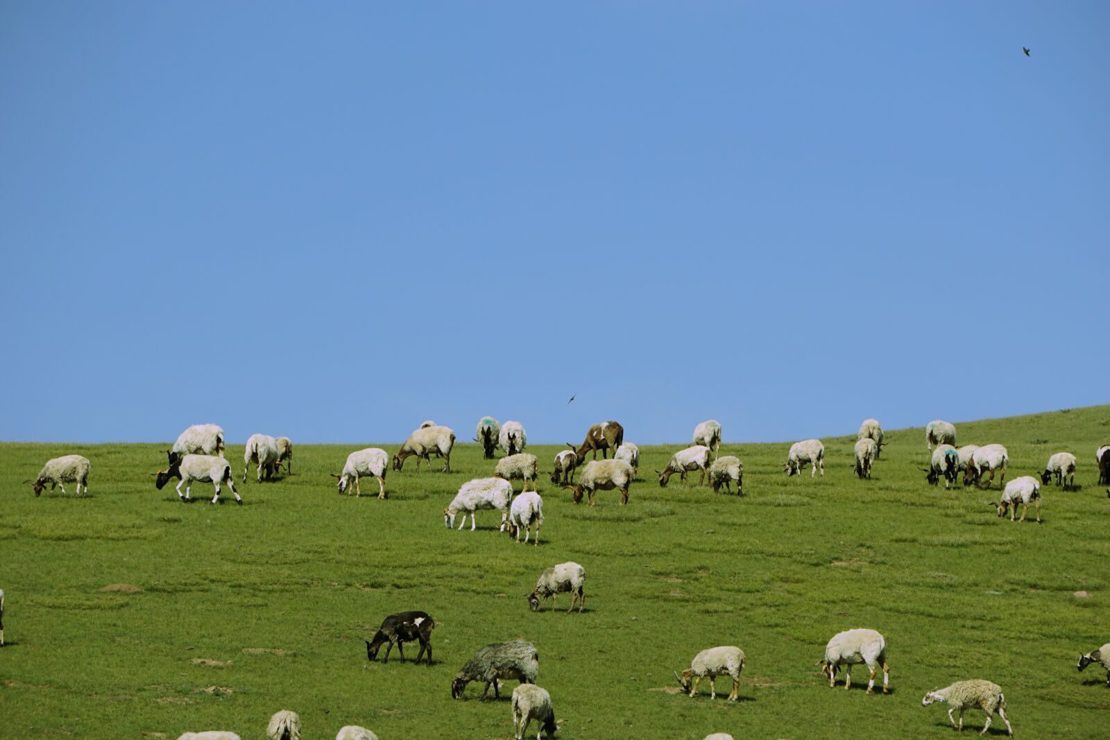 Sony E 55-210mm F4.5-6.3 OSS sample photo. Prairie, the flock, summer photography