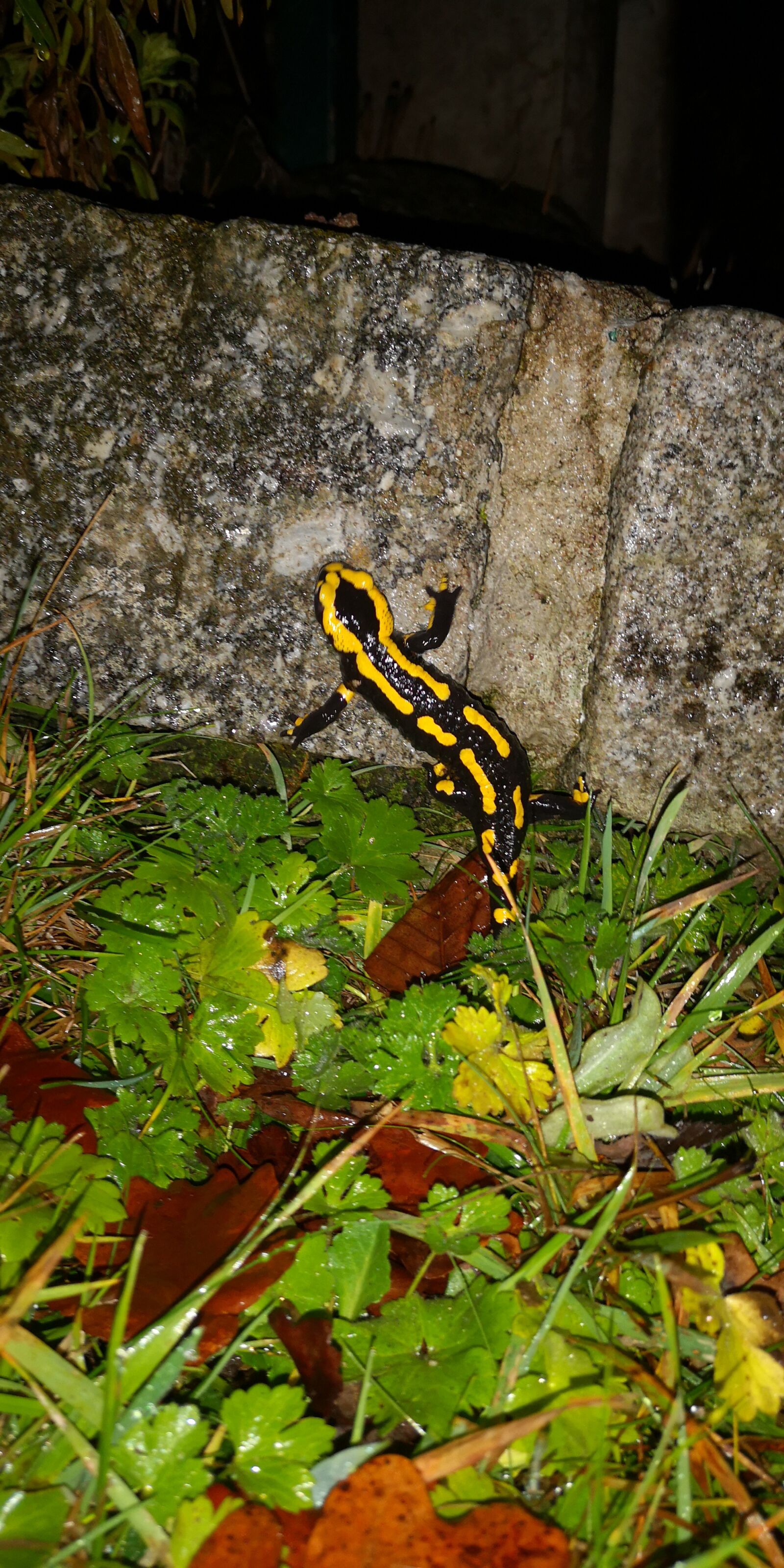 HUAWEI P20 sample photo. Salamander, night, grass photography