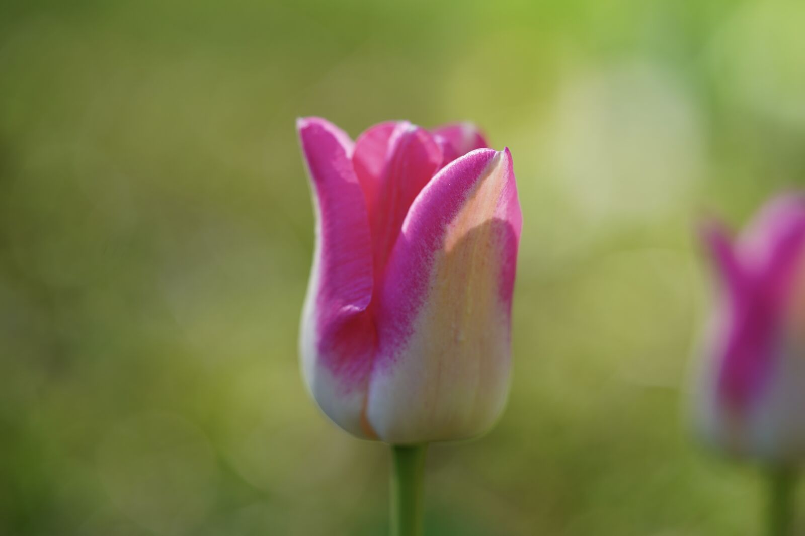 Sony a7 III + Sony FE 90mm F2.8 Macro G OSS sample photo. Tulip, flower, blossom photography