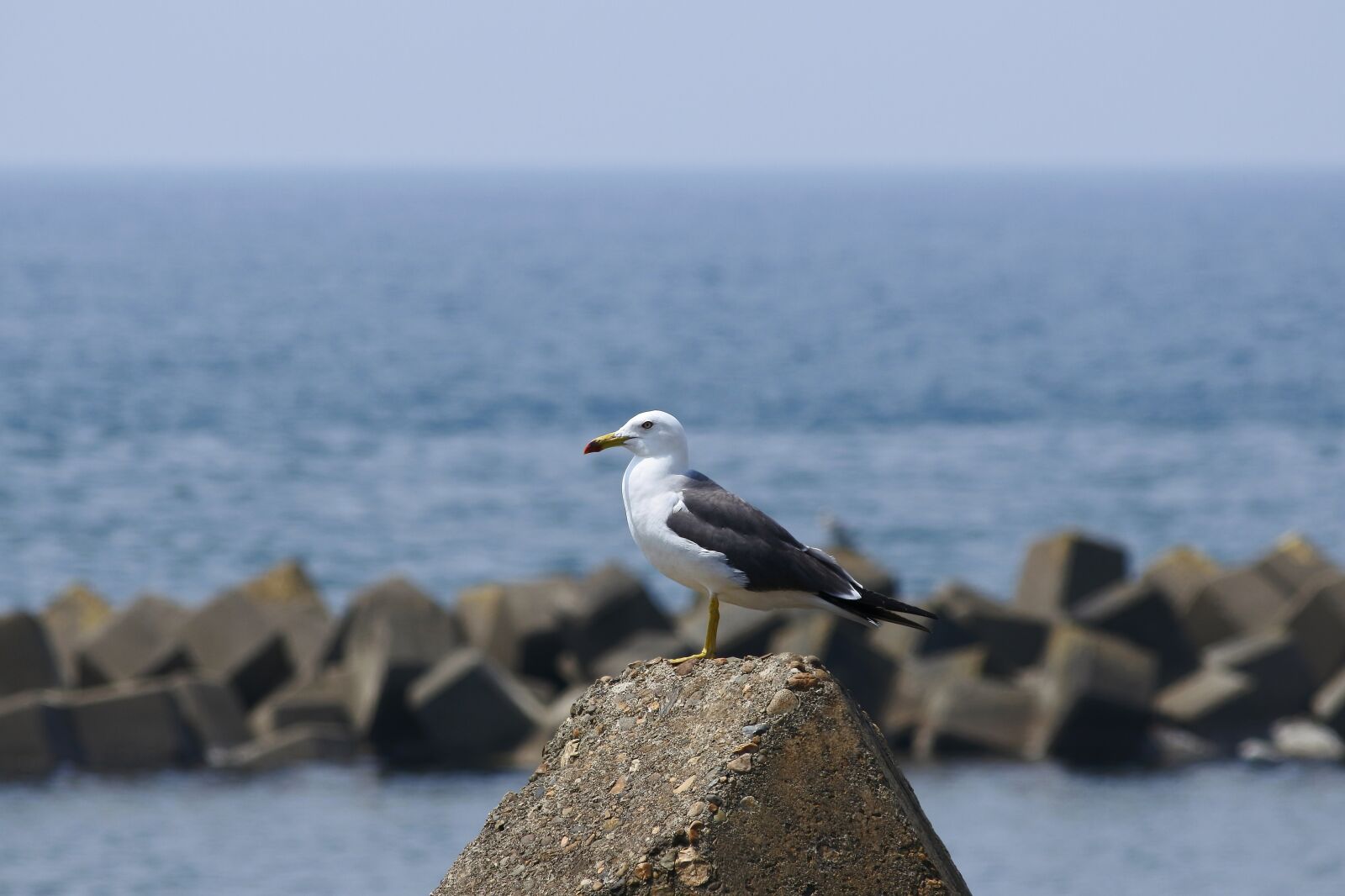 Nikon 1 J5 + VR 55-200mm f/4-5.6G sample photo. Animal, sea, beach photography