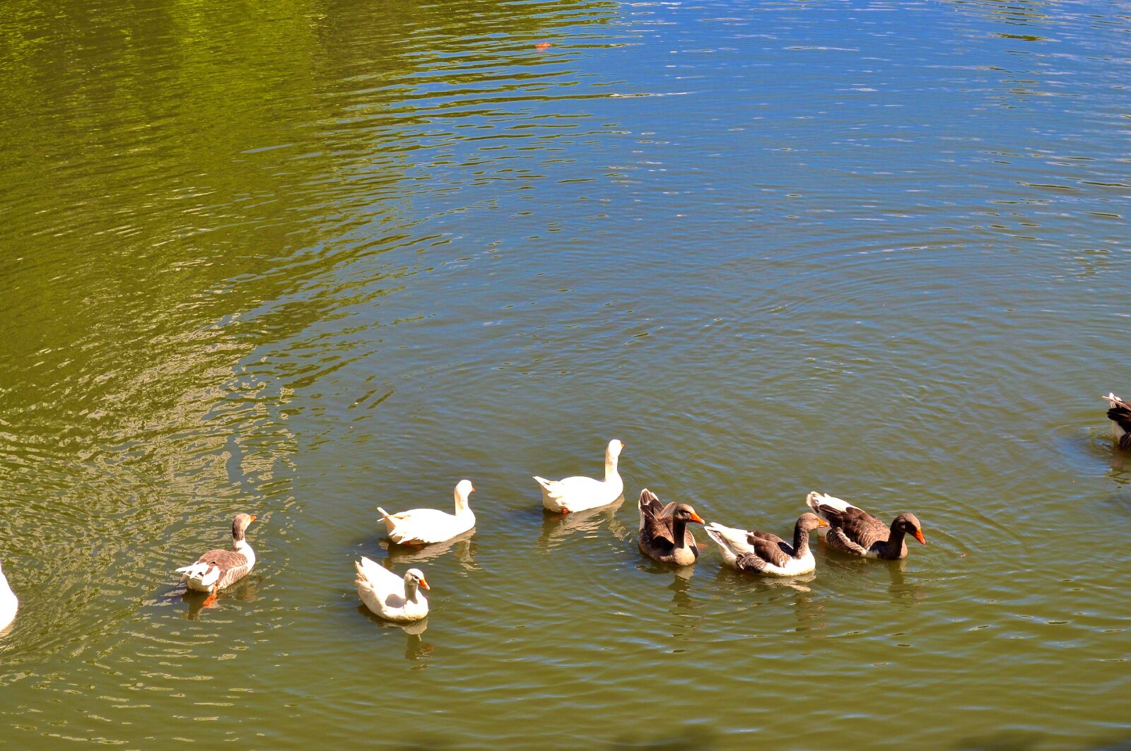 Nikon D5000 sample photo. Flock, ducks, pool photography