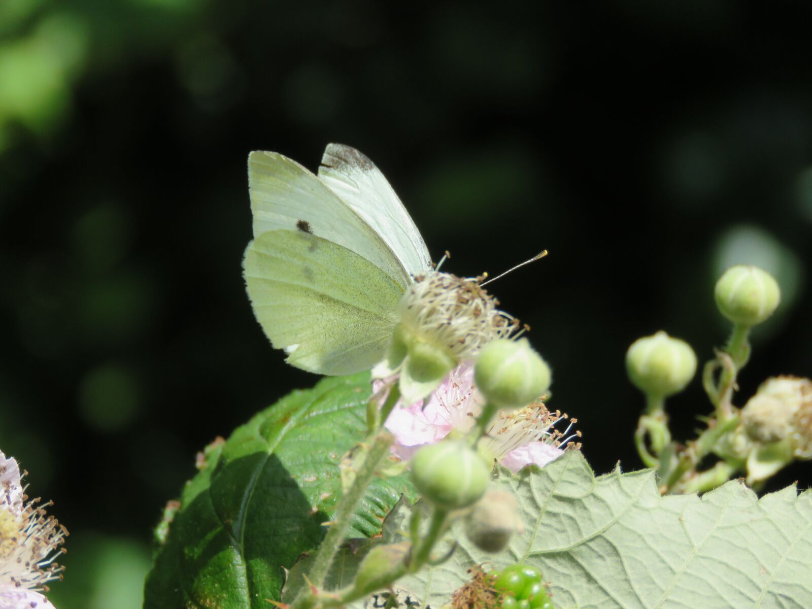 Canon PowerShot SX60 HS sample photo. Butterfly, bush, blossom photography