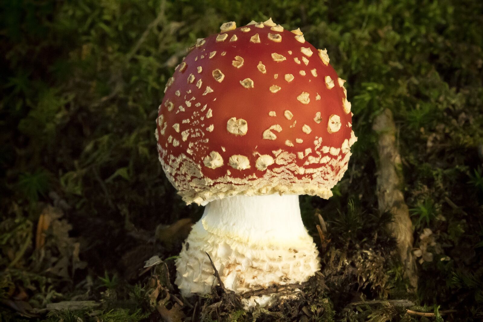 Canon EOS 1300D (EOS Rebel T6 / EOS Kiss X80) sample photo. Fly agaric, amanita muscaria photography