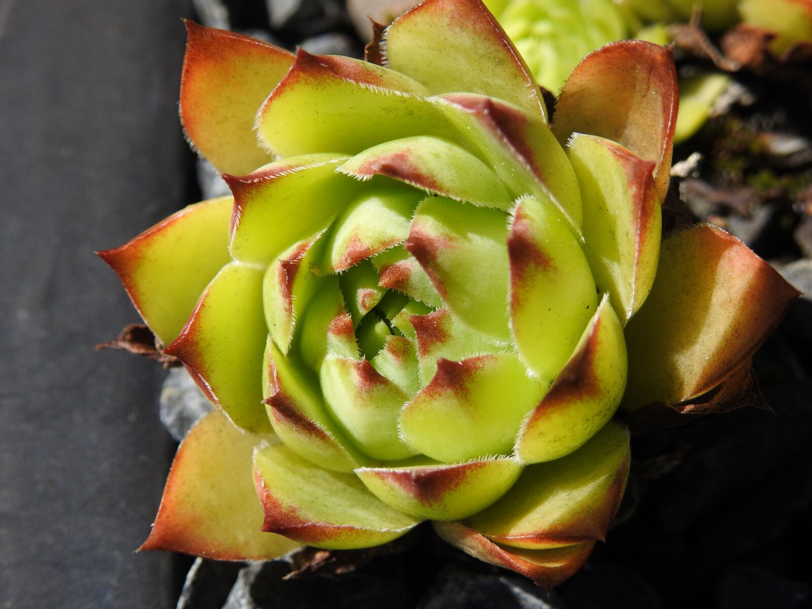 Nikon Coolpix P900 sample photo. Plant, houseleek, garden photography
