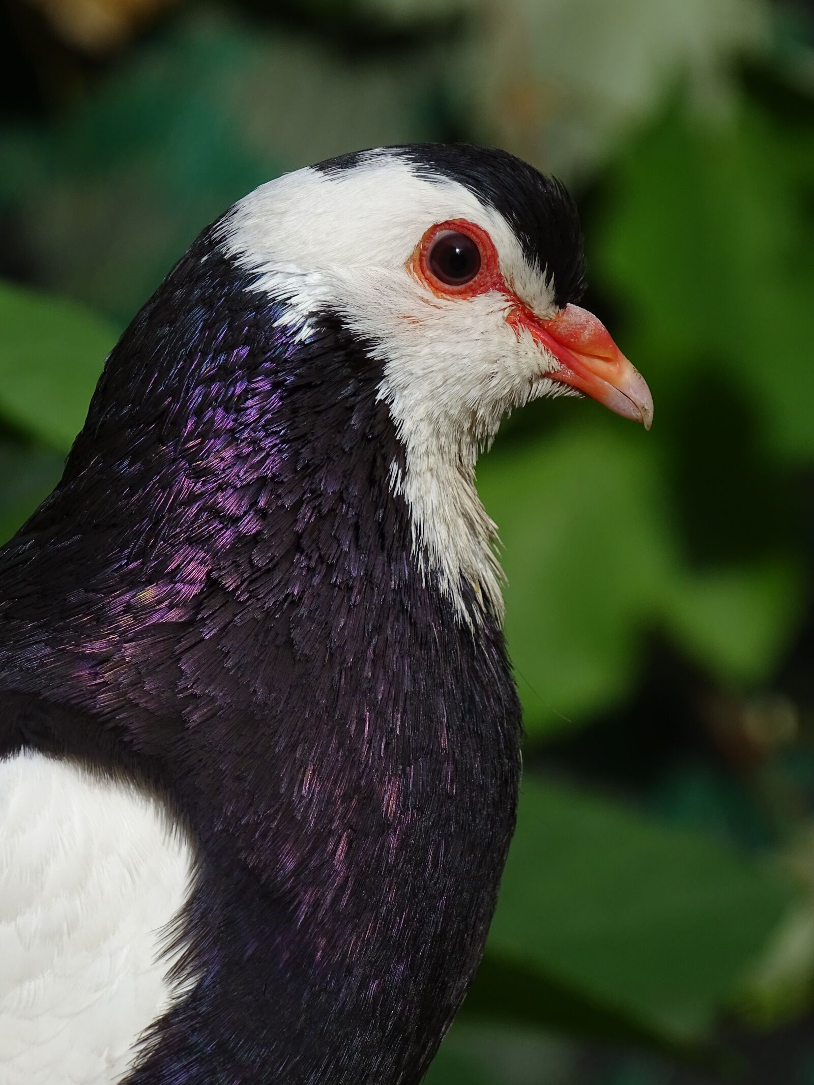Sony Cyber-shot DSC-HX400V sample photo. Pigeon, feather, shine photography