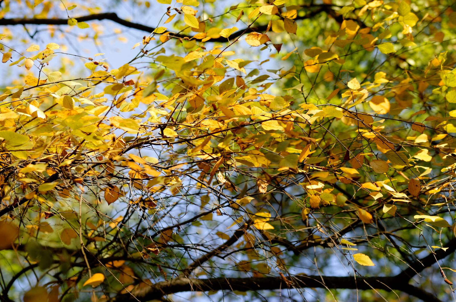 Nikon D5100 sample photo. Landscape, autumn, forest photography