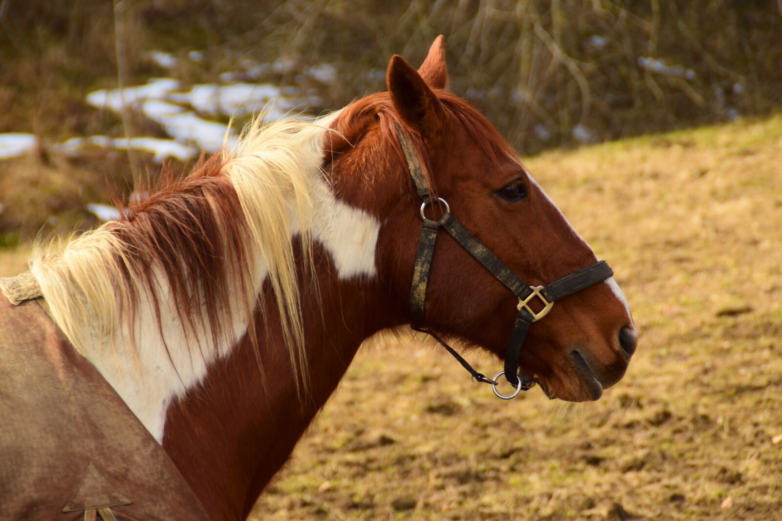 Nikon D5300 sample photo. Horse, brown, horse head photography
