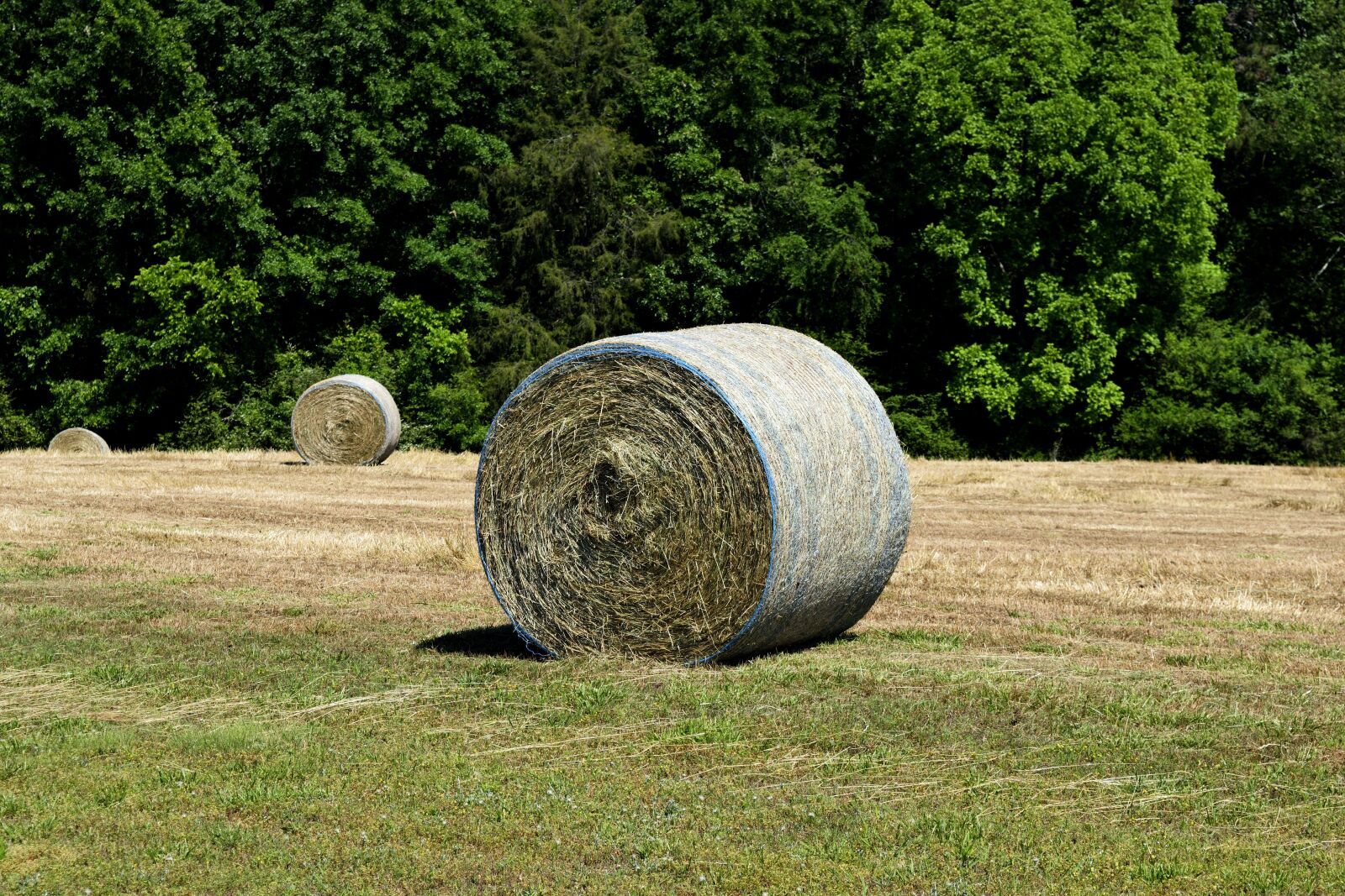 Nikon D3300 sample photo. Hay, bale, agriculture photography