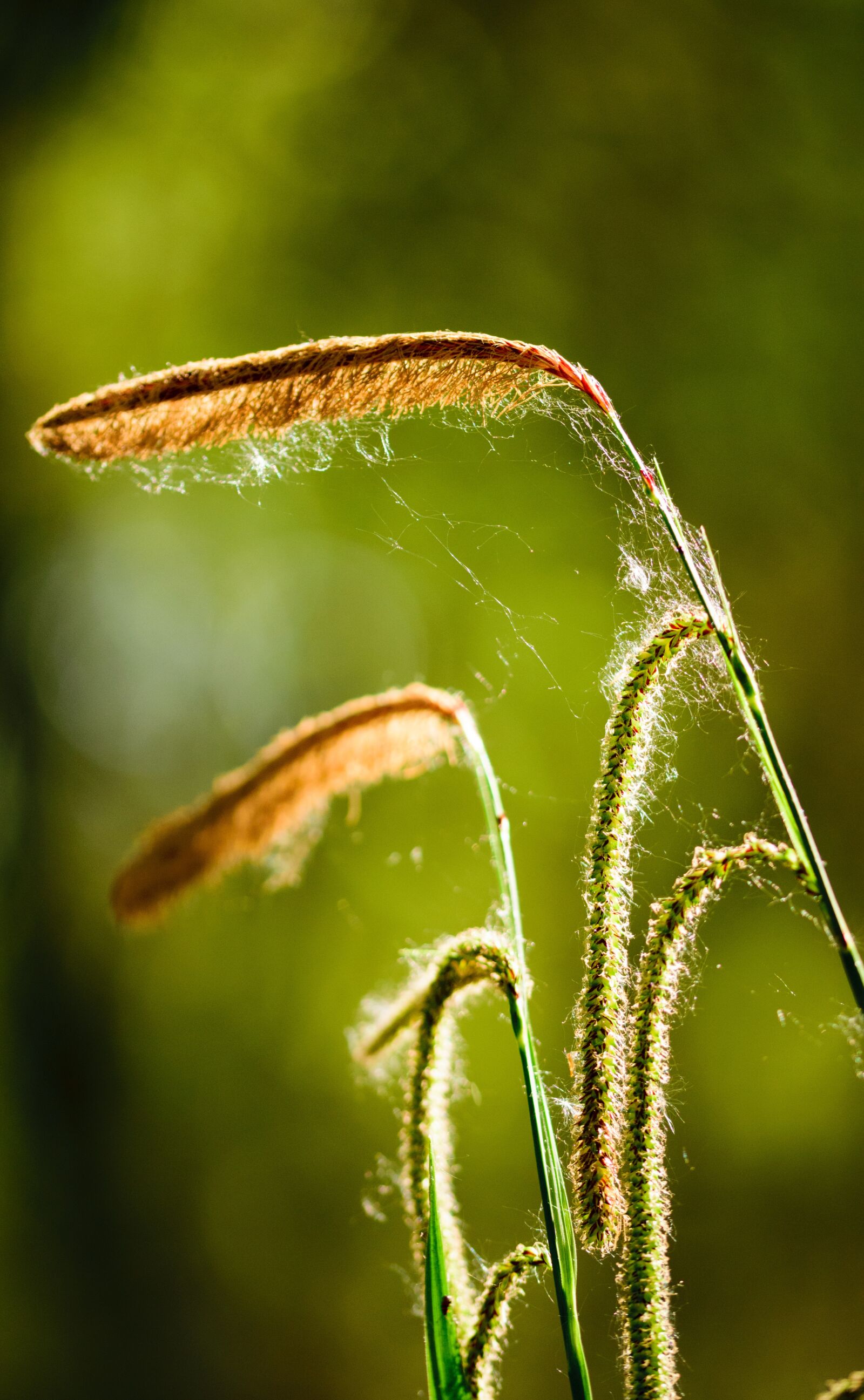Nikon D5300 sample photo. Flower, nature, green photography