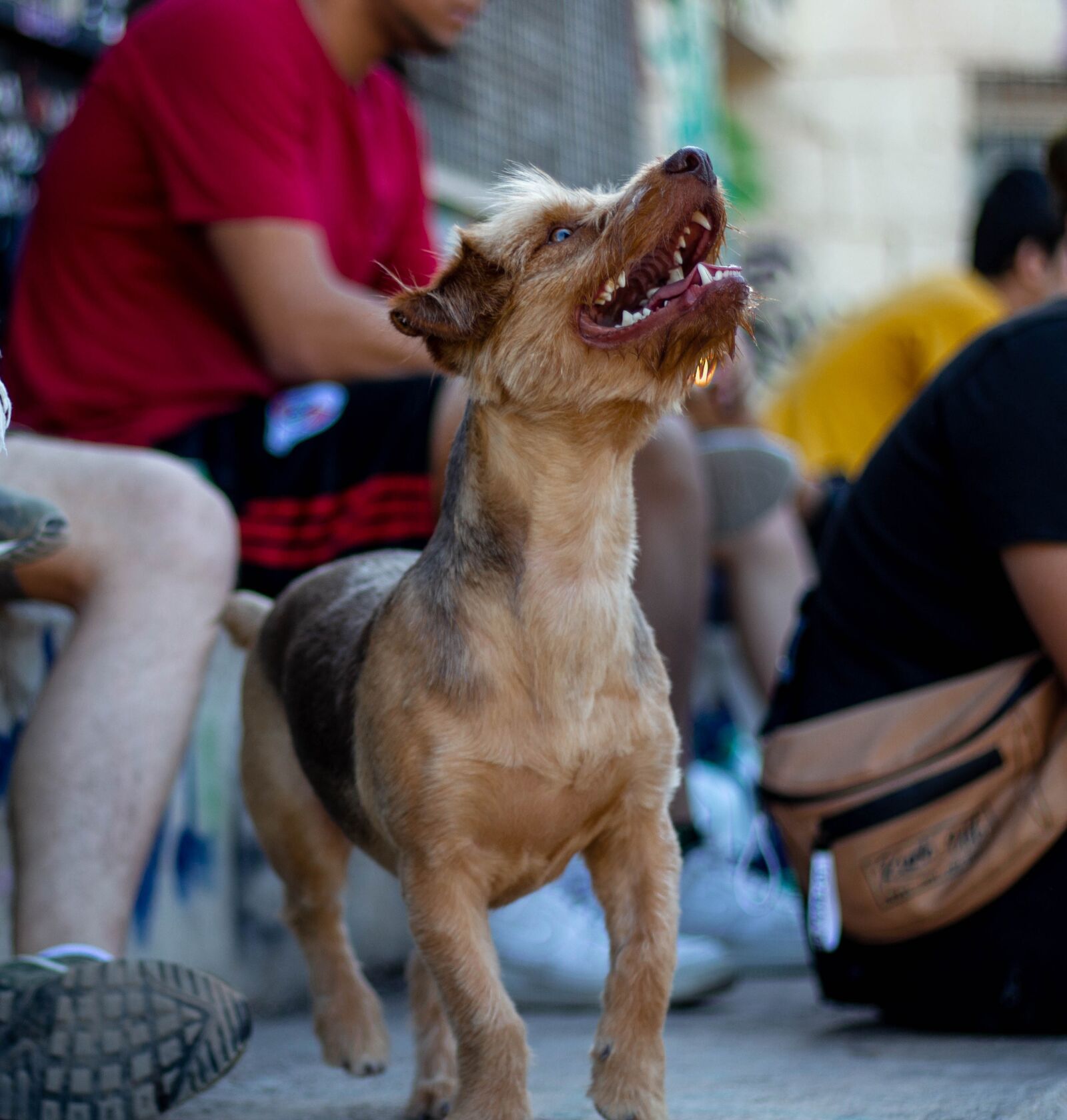 Canon EOS 700D (EOS Rebel T5i / EOS Kiss X7i) + Canon EF 50mm F1.8 STM sample photo. Dog, pets, puppy photography