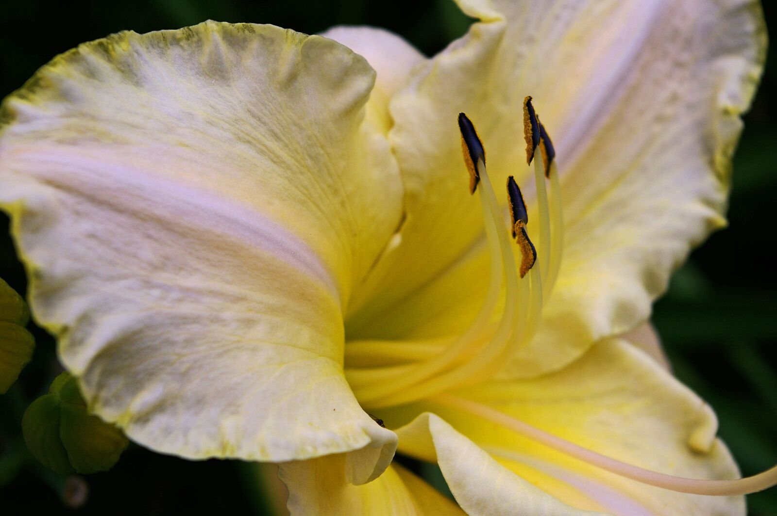 Pentax *ist DL2 sample photo. Daylily, blossom, bloom photography