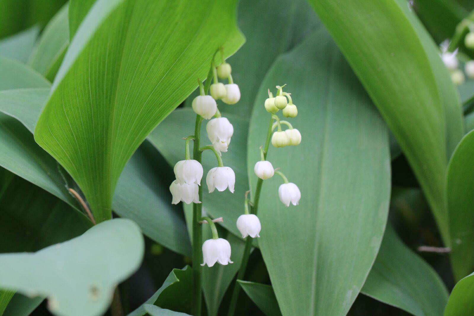 Canon EOS 70D sample photo. Thrush, flowers, spring bulbs photography