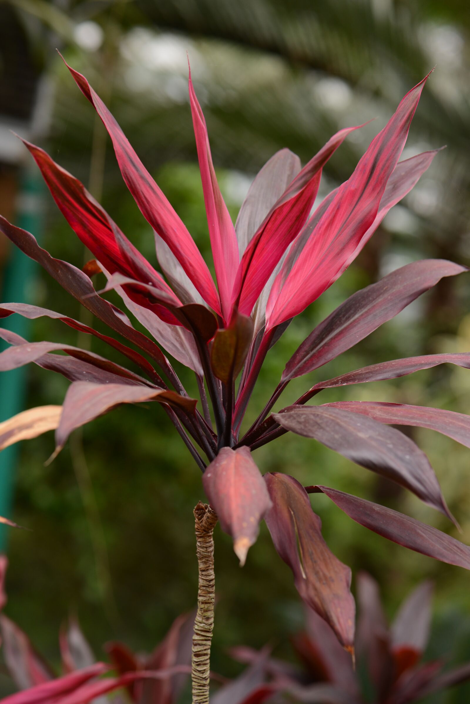 Nikon D600 sample photo. Tropical plants, red, plants photography