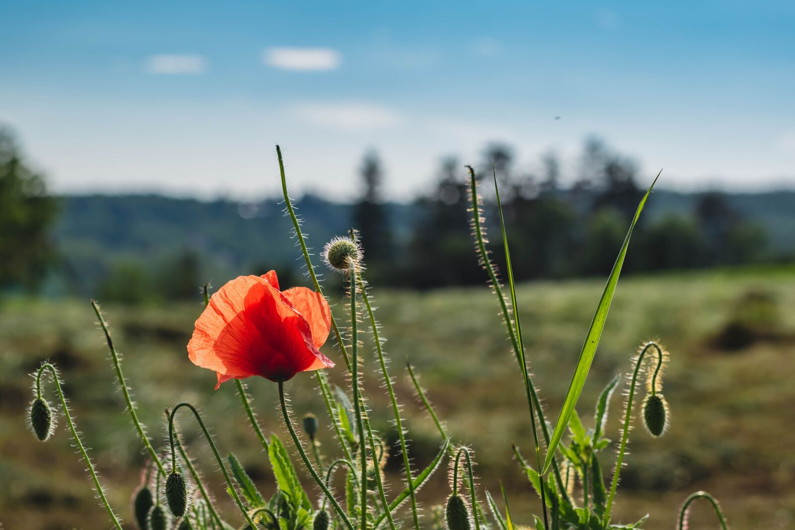 Nikon D5600 sample photo. Poppy, field, landscape photography