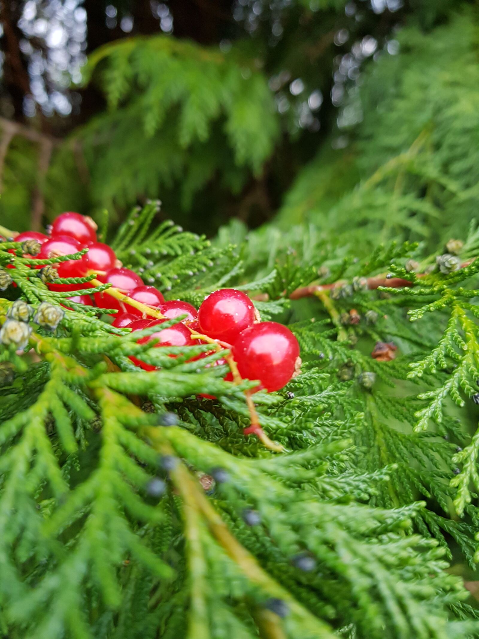Samsung Galaxy S8+ sample photo. Cranberries, christmas, fern photography