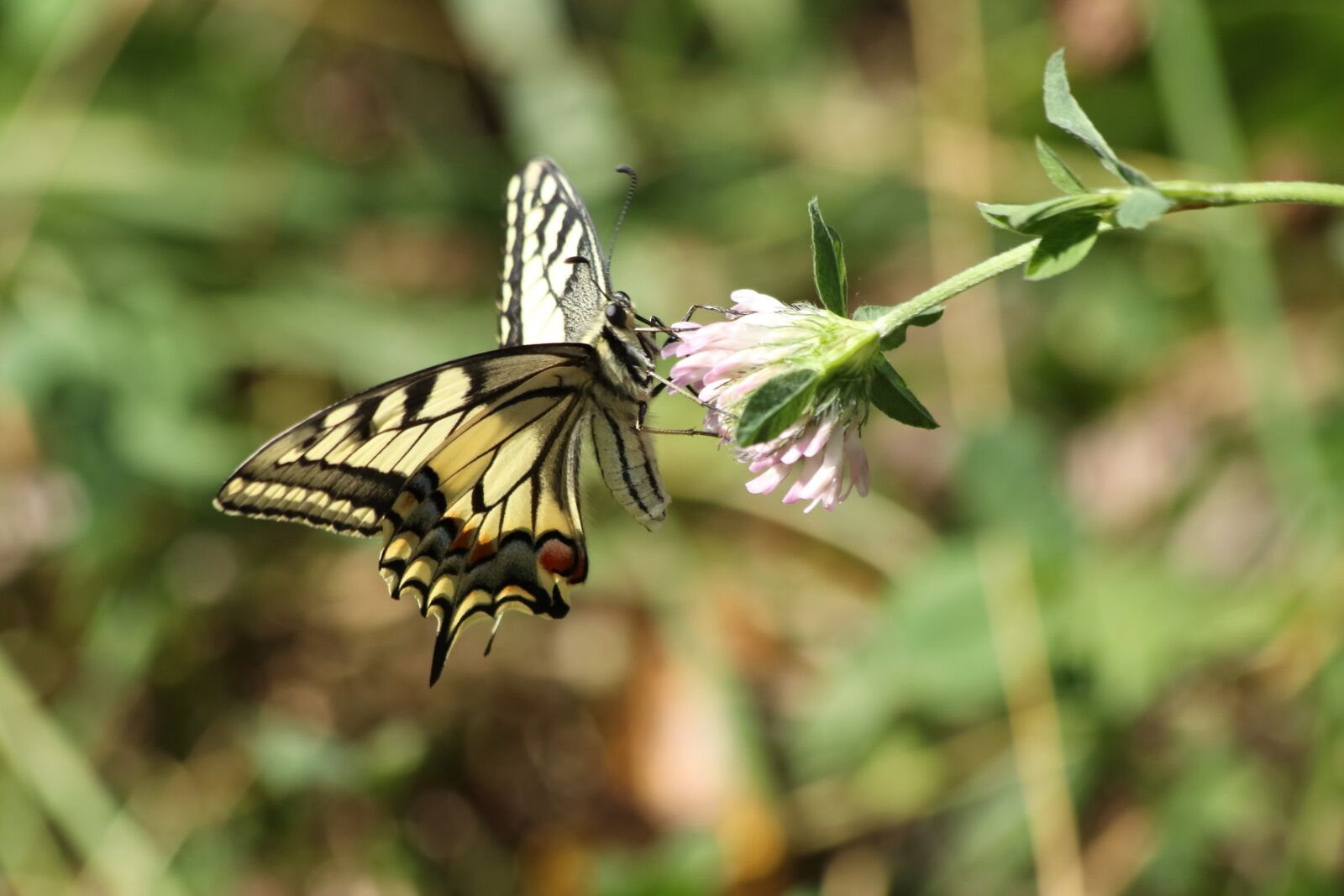 Canon EOS 77D (EOS 9000D / EOS 770D) + Canon EF 70-300mm F4-5.6 IS USM sample photo. Swallowtail, butterfly, flower photography
