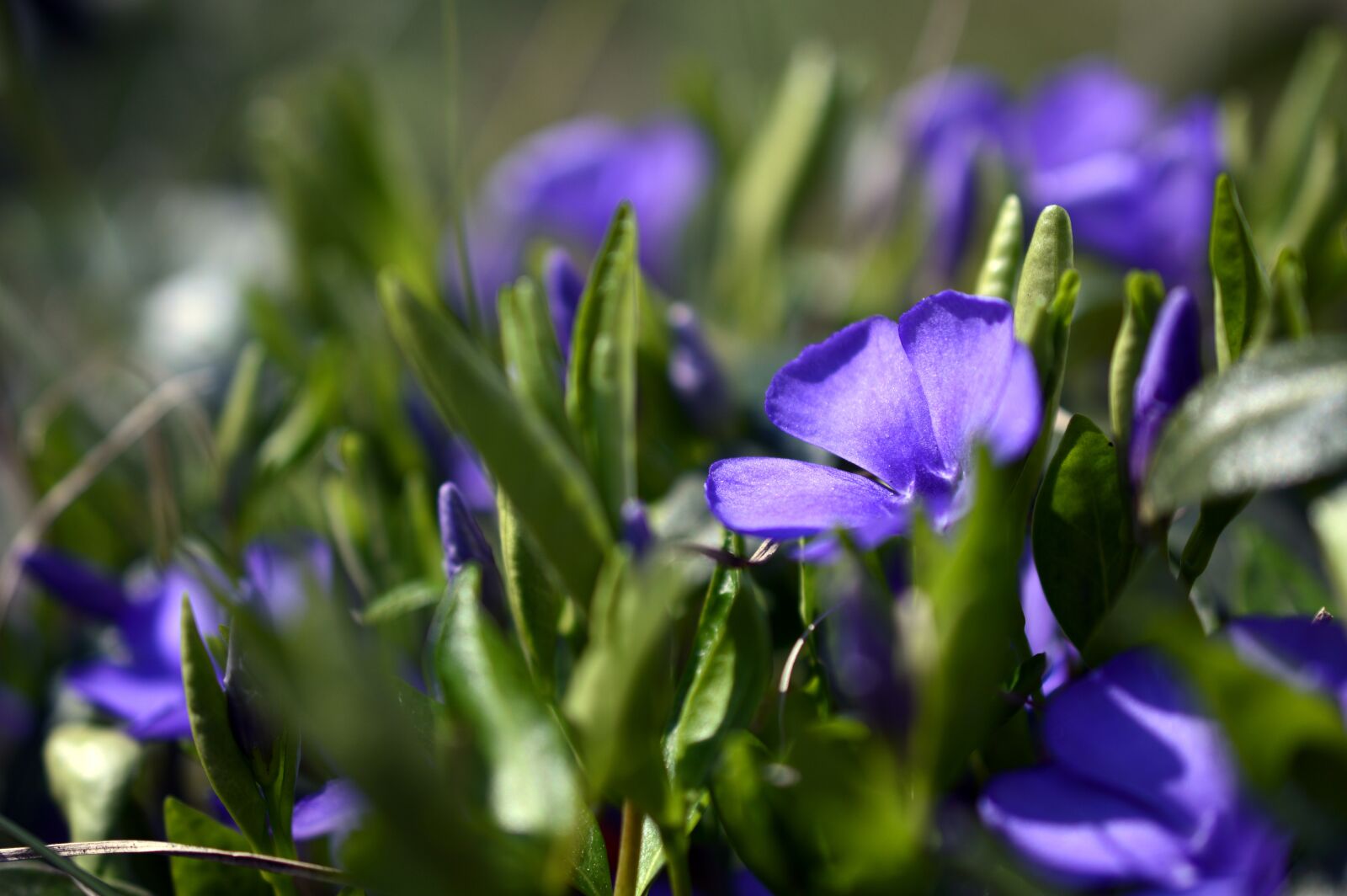 Nikon D3200 sample photo. Small-leaf evergreen, small periwinkle photography