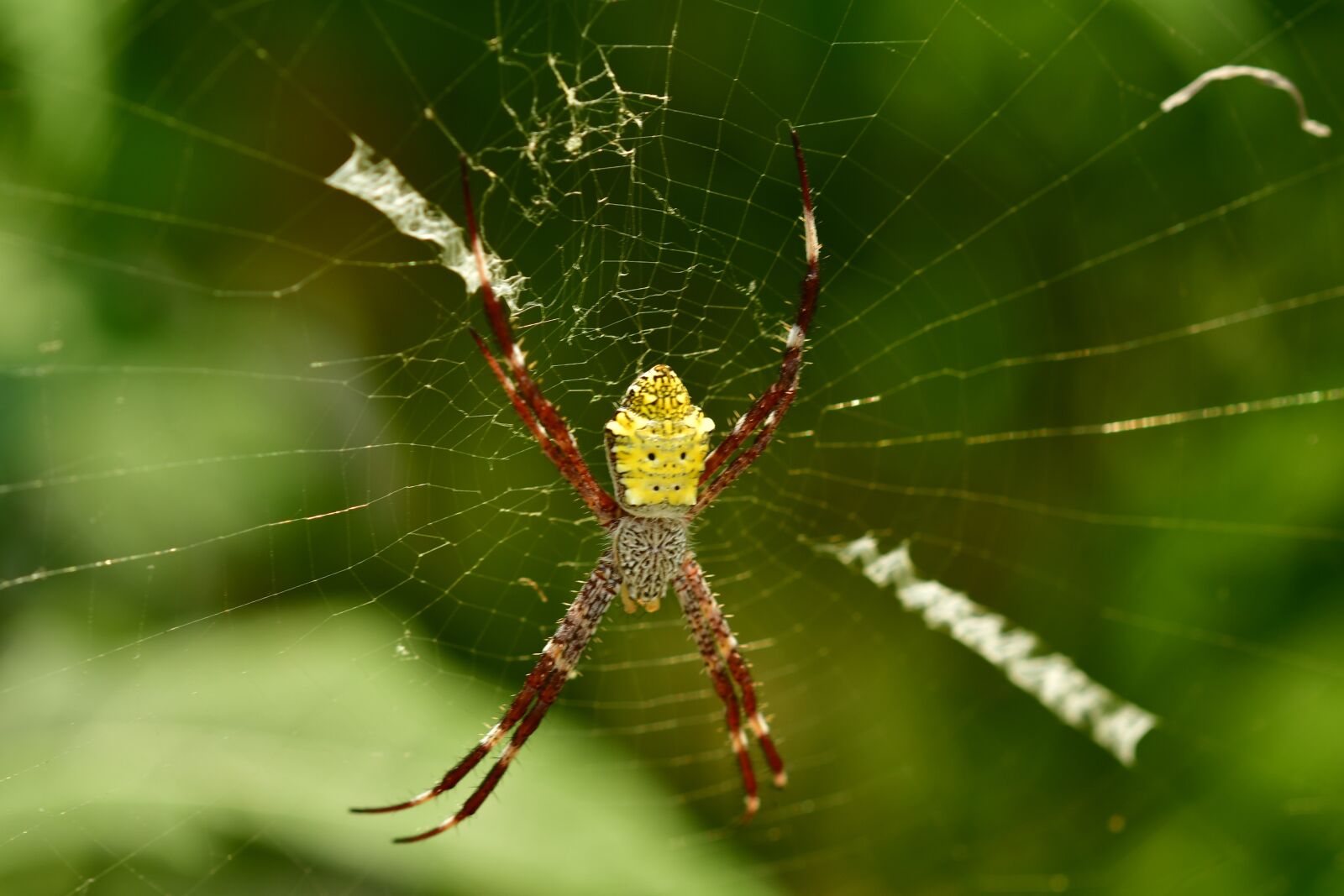 Nikon D500 sample photo. Spider, arachnid, web photography