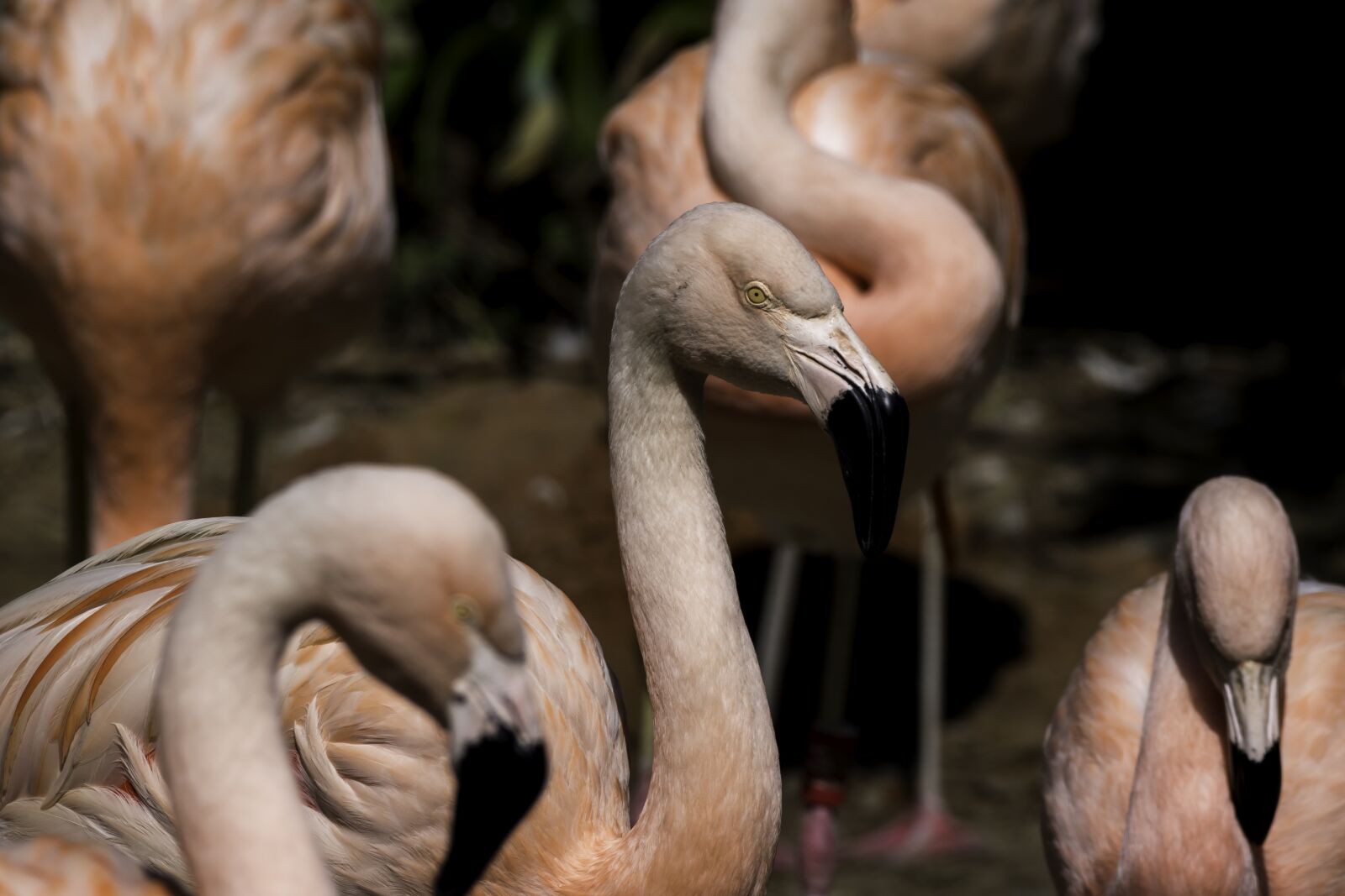 Nikon D5500 sample photo. Nature, wildlife, bird photography