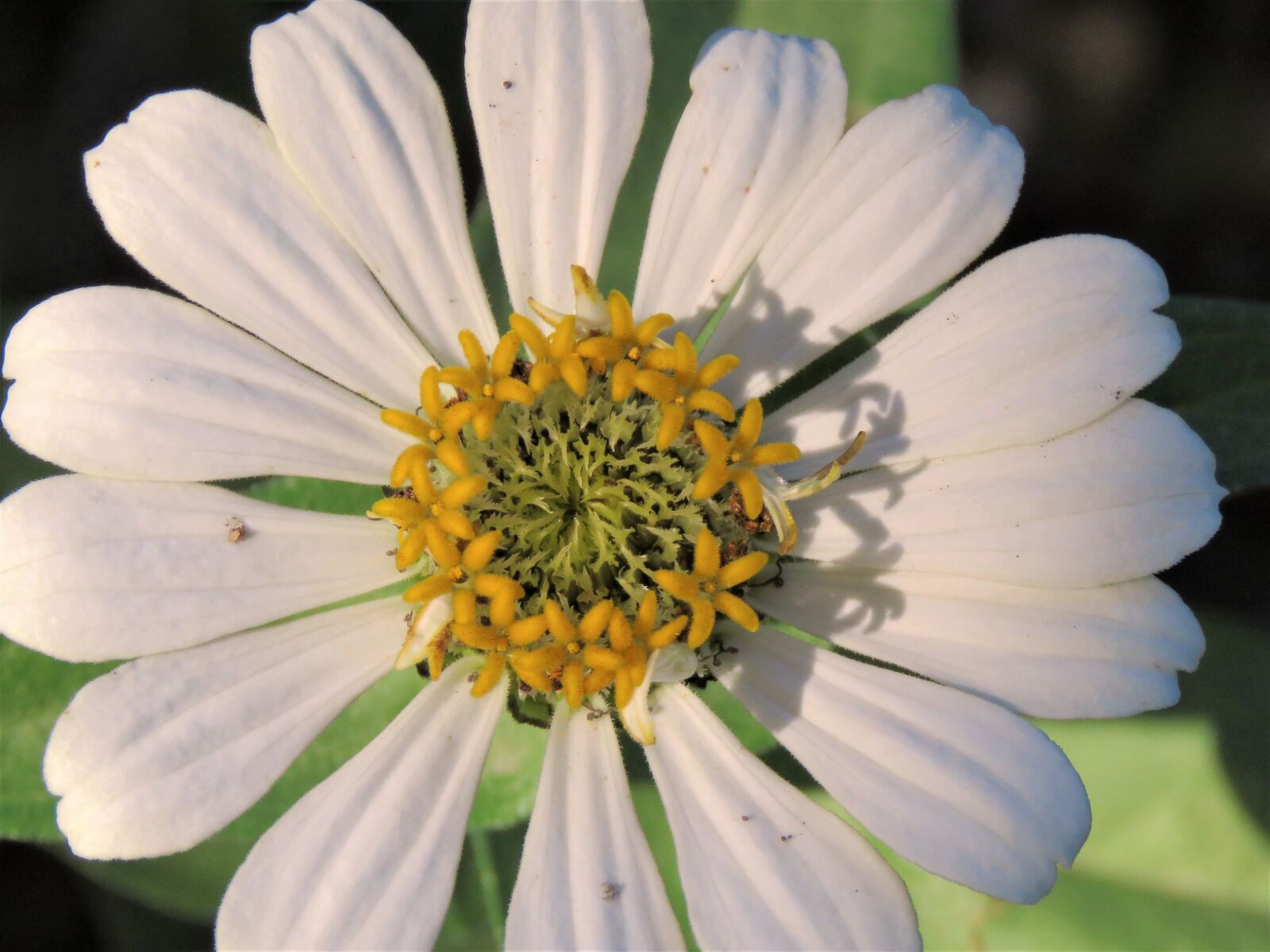 Canon PowerShot SX60 HS sample photo. Flower, close up, white photography