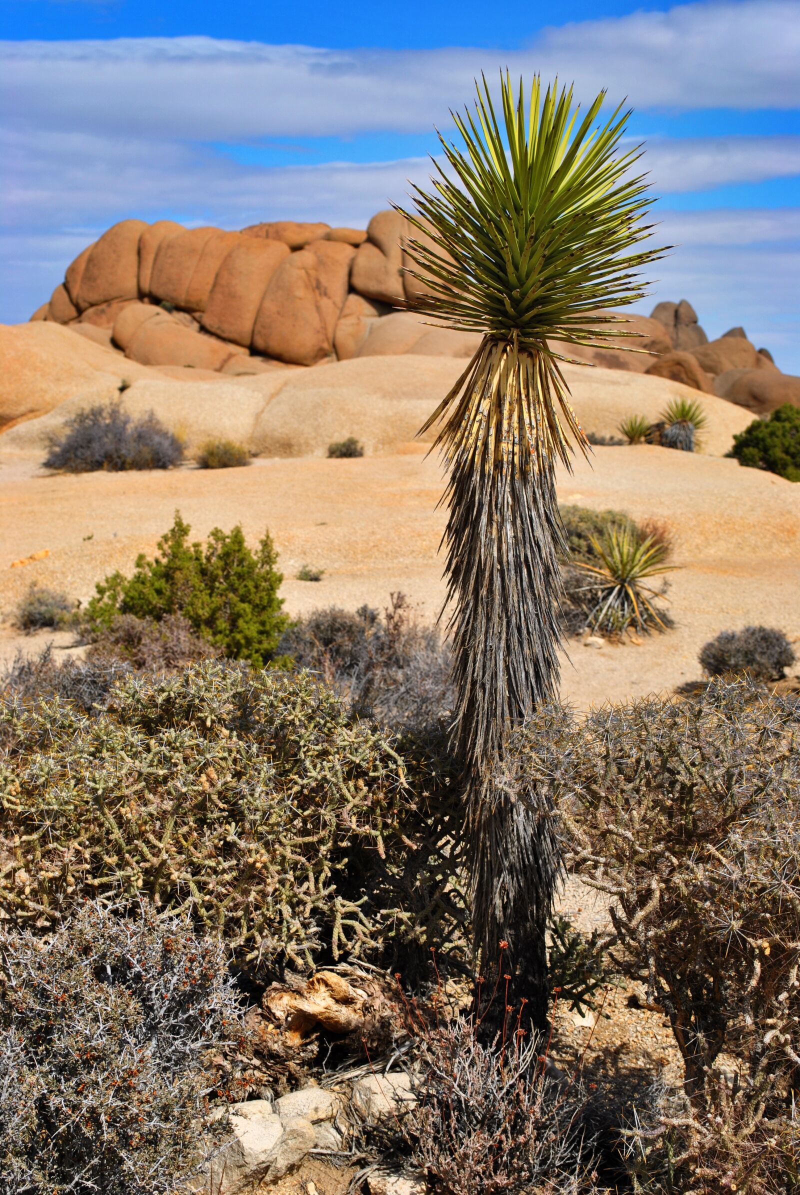 Nikon D3000 sample photo. Desert, dry, nature photography