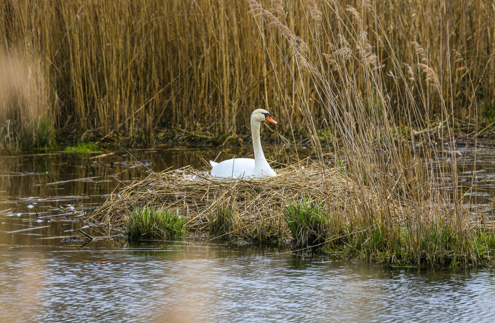 Canon EF 100-400mm F4.5-5.6L IS USM sample photo. Swan, nest, breed photography