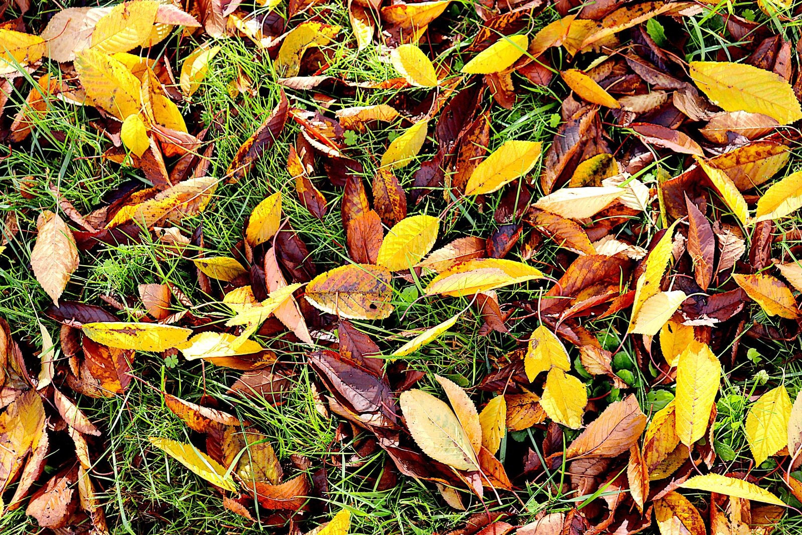 Canon EOS 800D (EOS Rebel T7i / EOS Kiss X9i) sample photo. Autumn leaves, fall colors photography