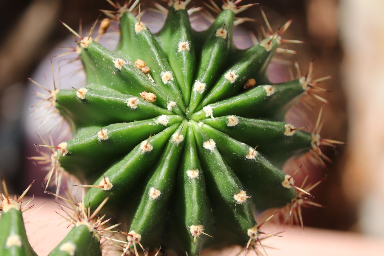 Canon EOS 200D (EOS Rebel SL2 / EOS Kiss X9) sample photo. Cactus, spiny, spur photography