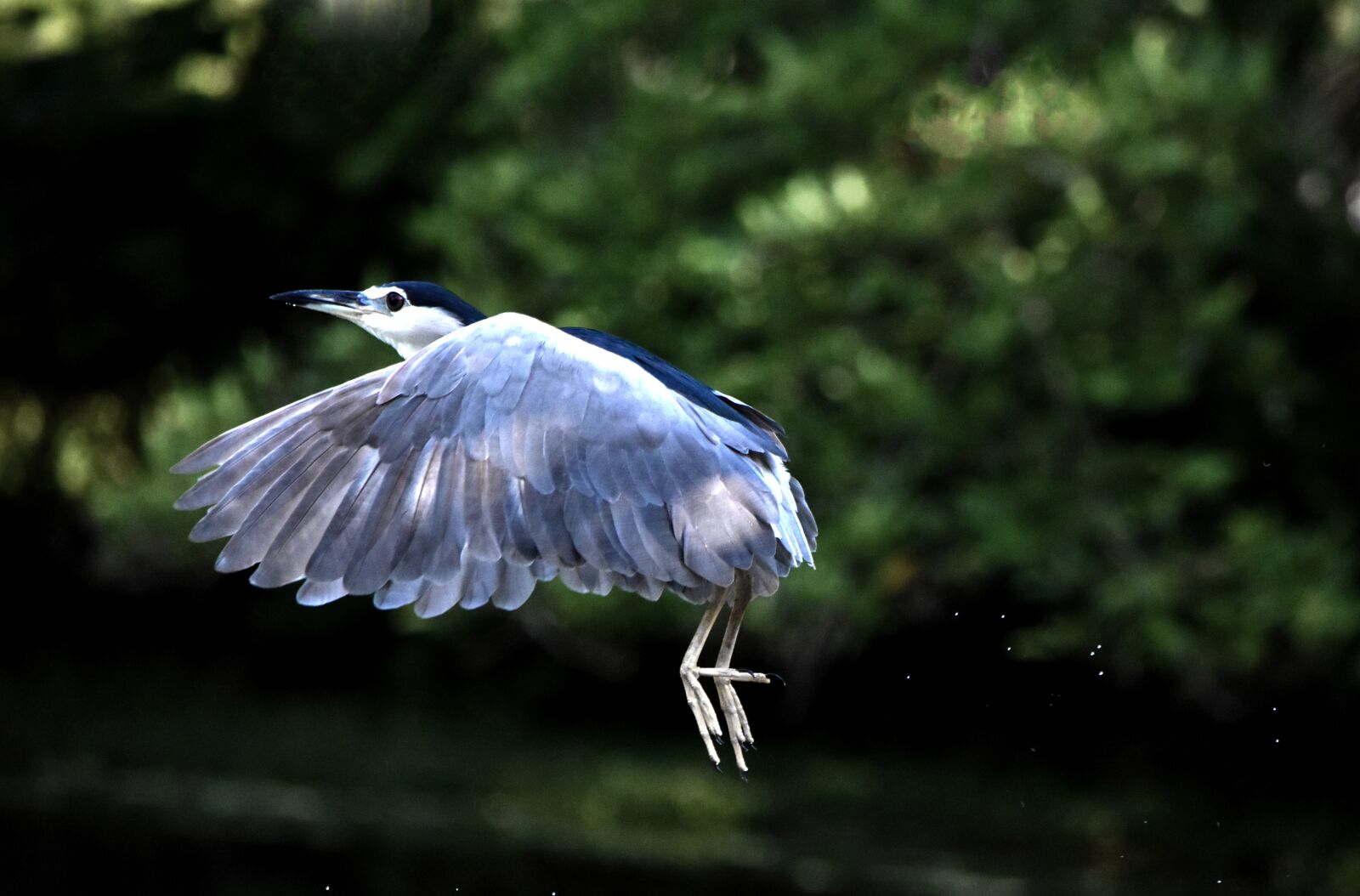 Nikon D5500 sample photo. Night heron, bird, nature photography