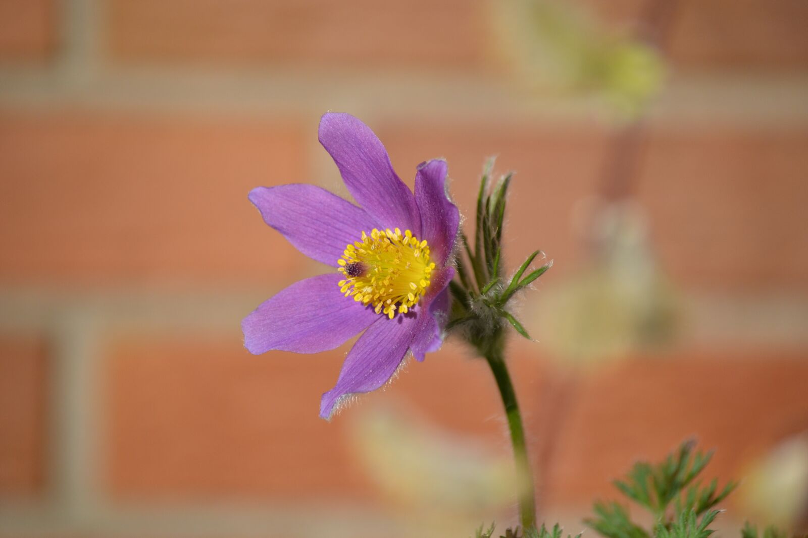 Nikon D3100 sample photo. Flower, pasqueflower, alpine flower photography