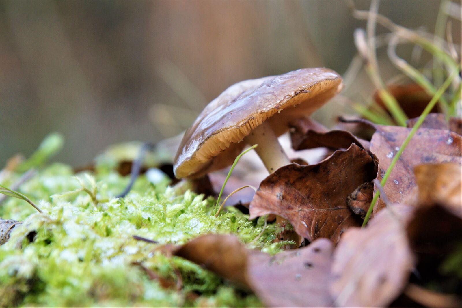 24-70mm F2.8 sample photo. Nature, mushroom, forest photography