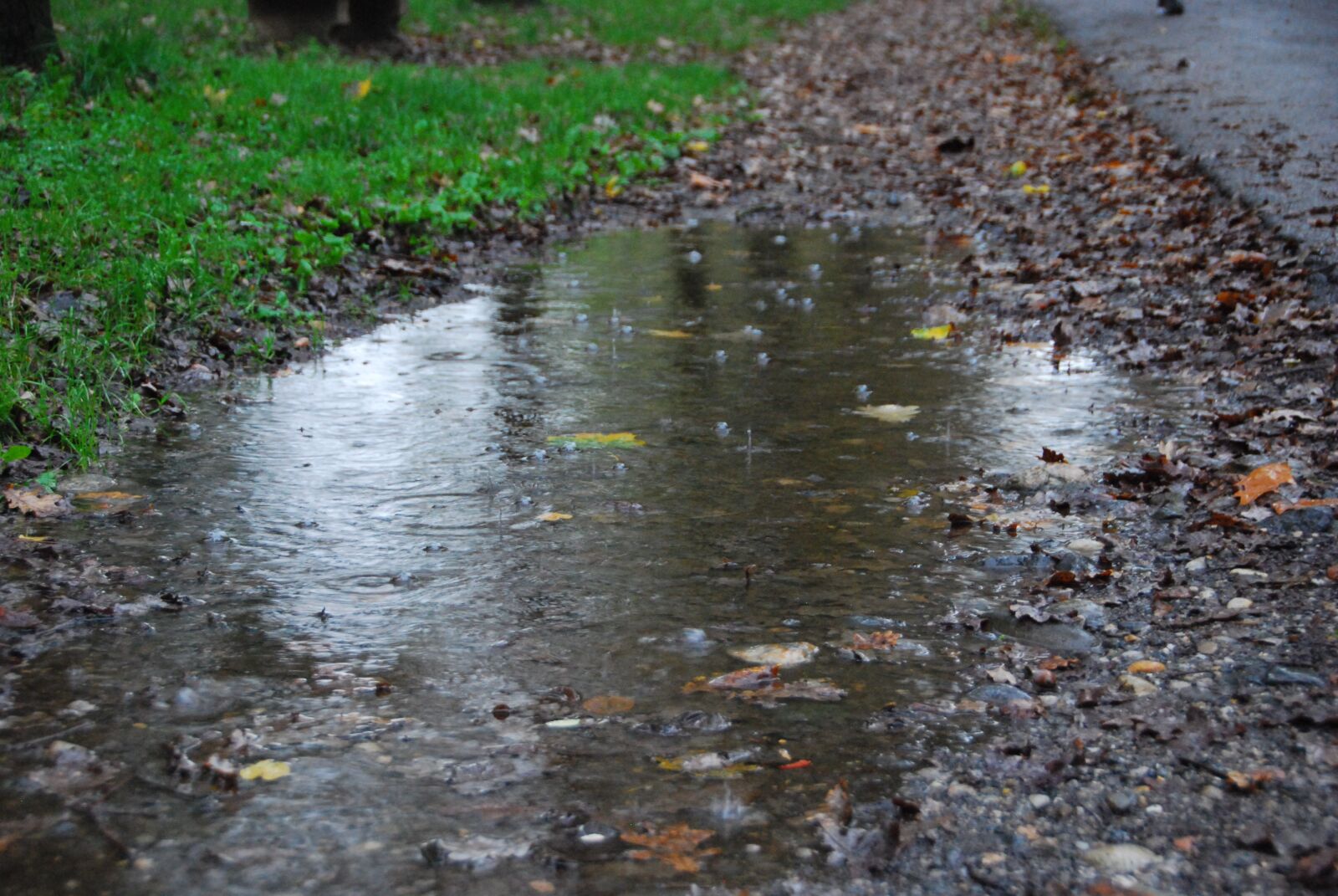 Nikon D80 sample photo. Puddle, rain, splash photography