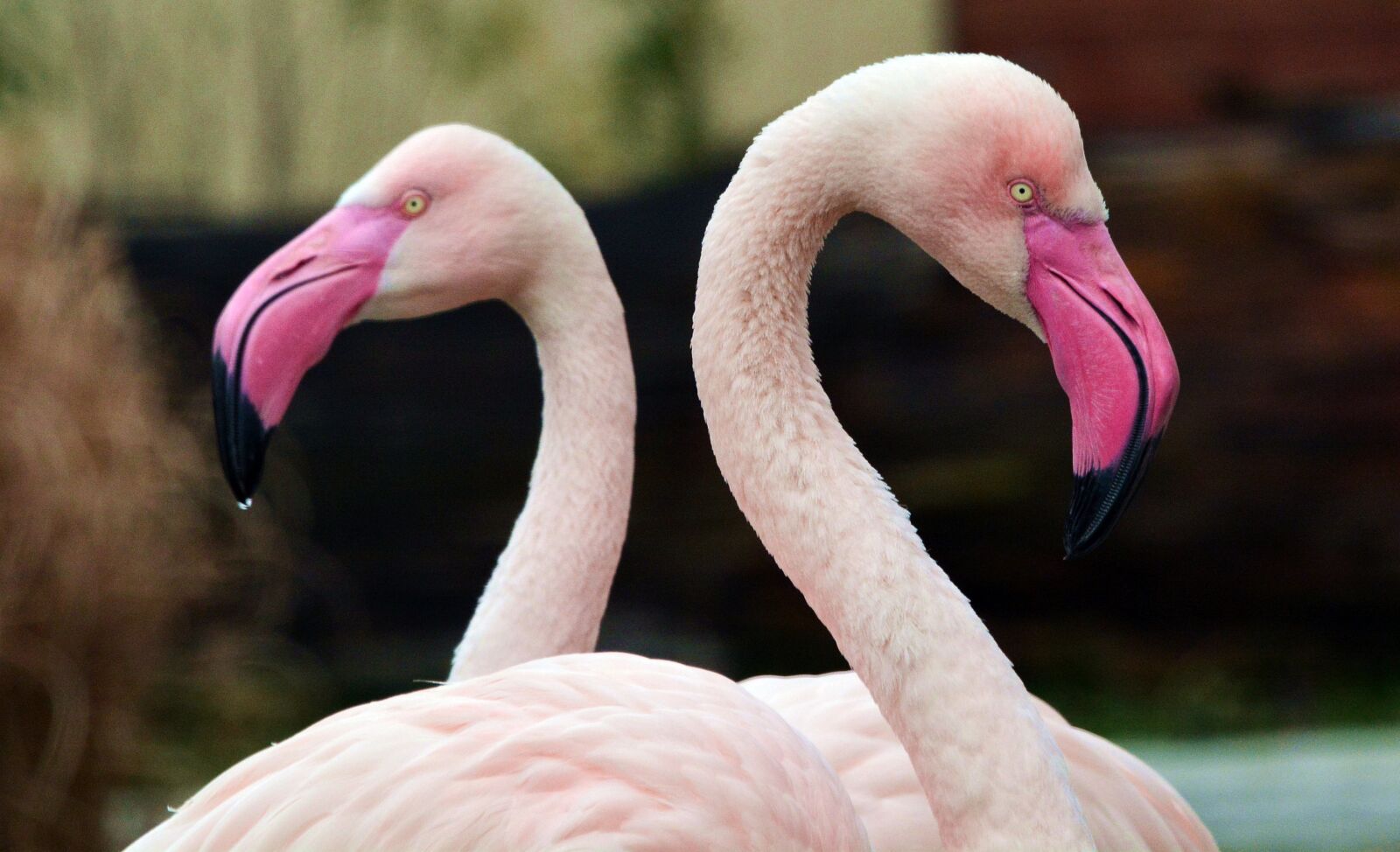Nikon D7100 sample photo. Flamingo, pink, bird photography