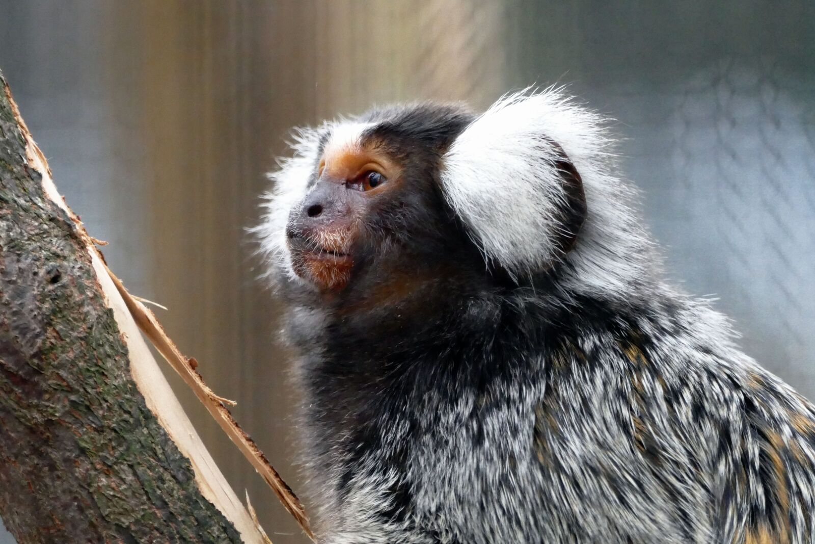 Panasonic Lumix DMC-FZ1000 sample photo. Monkeys, apes, animal photography