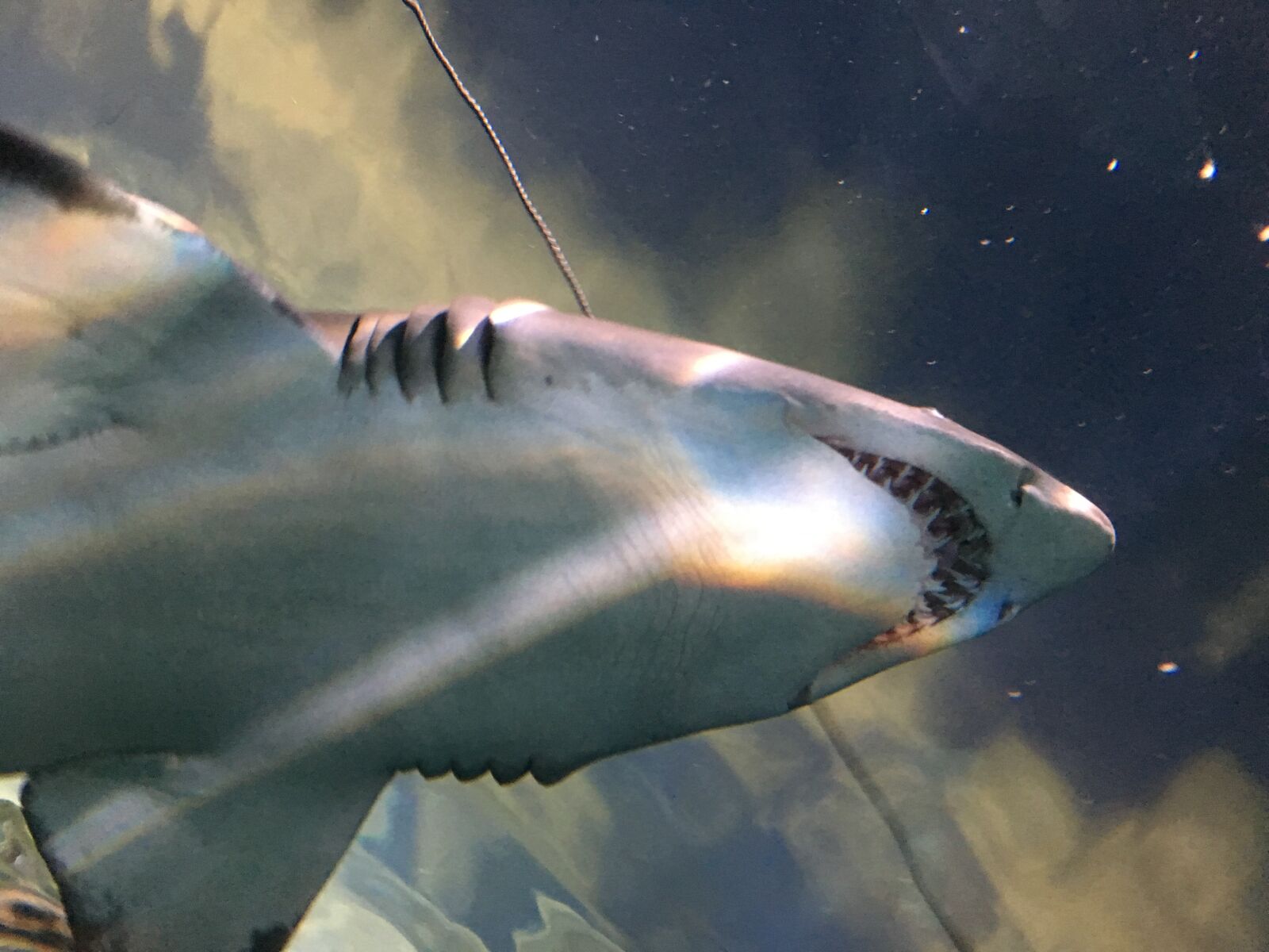 Apple iPhone 6s sample photo. Shark, fish, underwater photography
