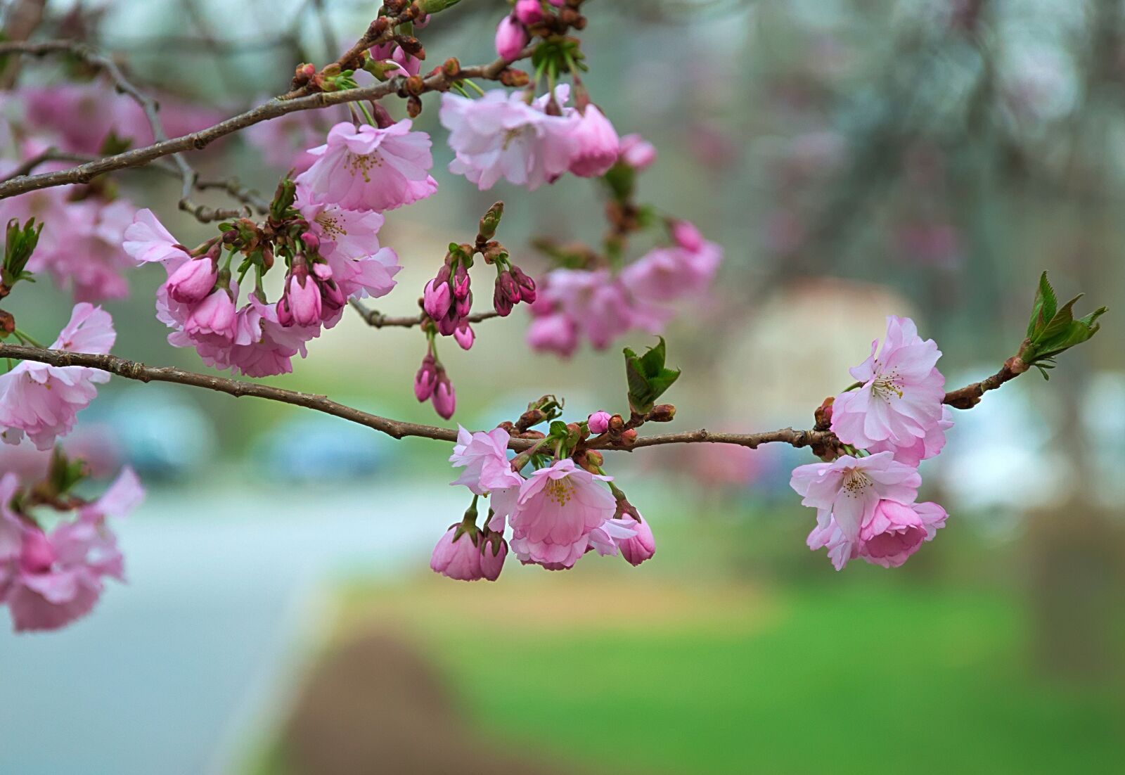 Nikon D3300 sample photo. Flower, tree, branch photography