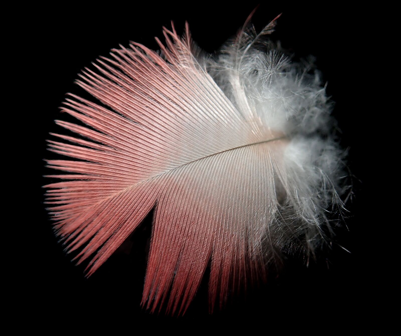 Olympus TG-5 sample photo. Feather, plumage, bird photography