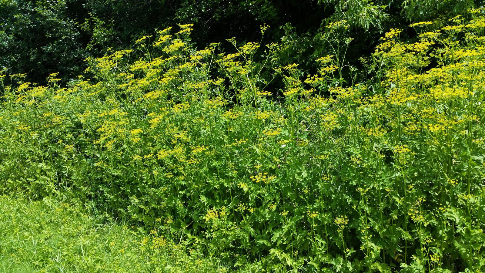 Samsung Galaxy S5 sample photo. Nature, flowers, garden photography