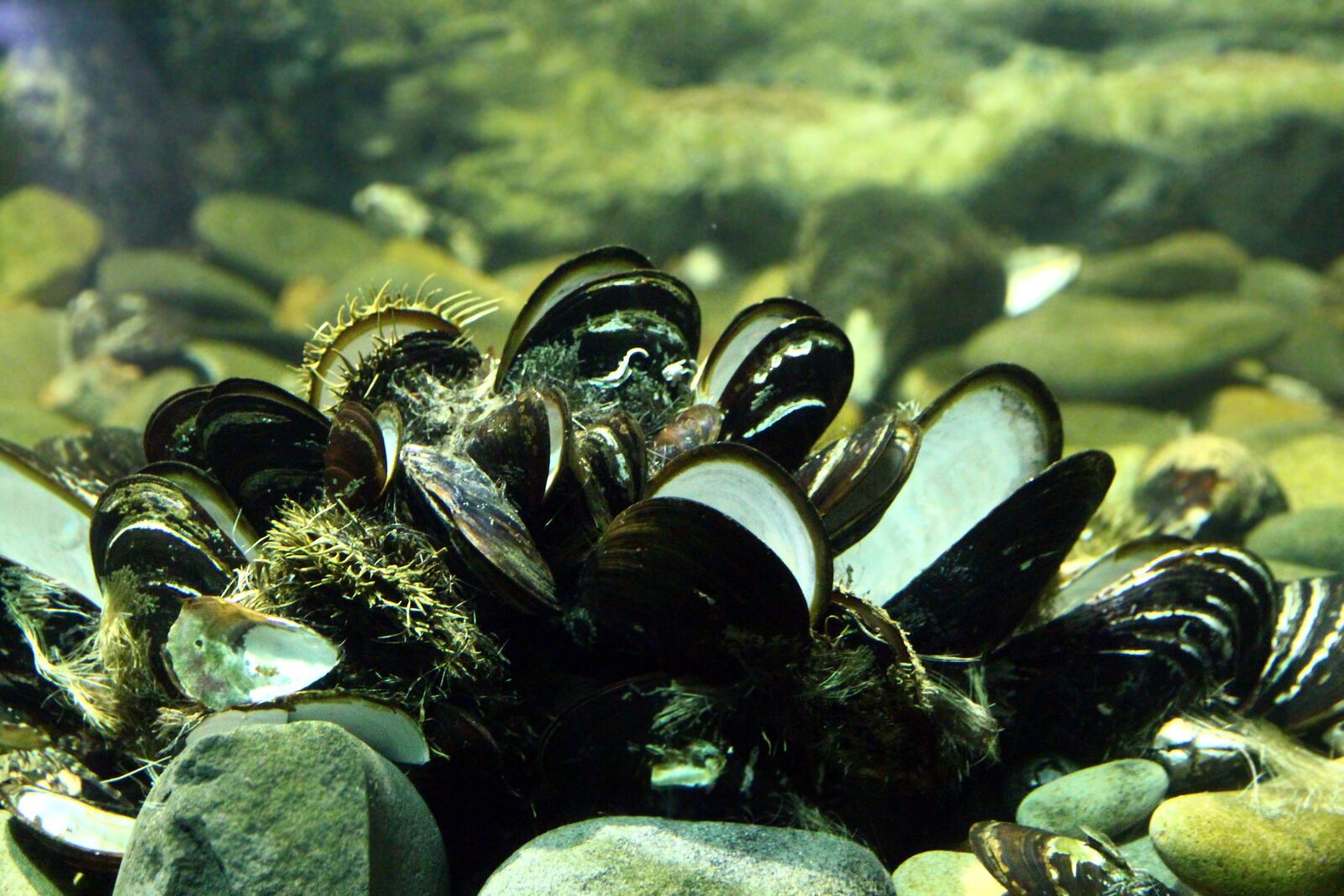 Canon EOS 650D (EOS Rebel T4i / EOS Kiss X6i) sample photo. Oysters, mussels, invertebrates photography