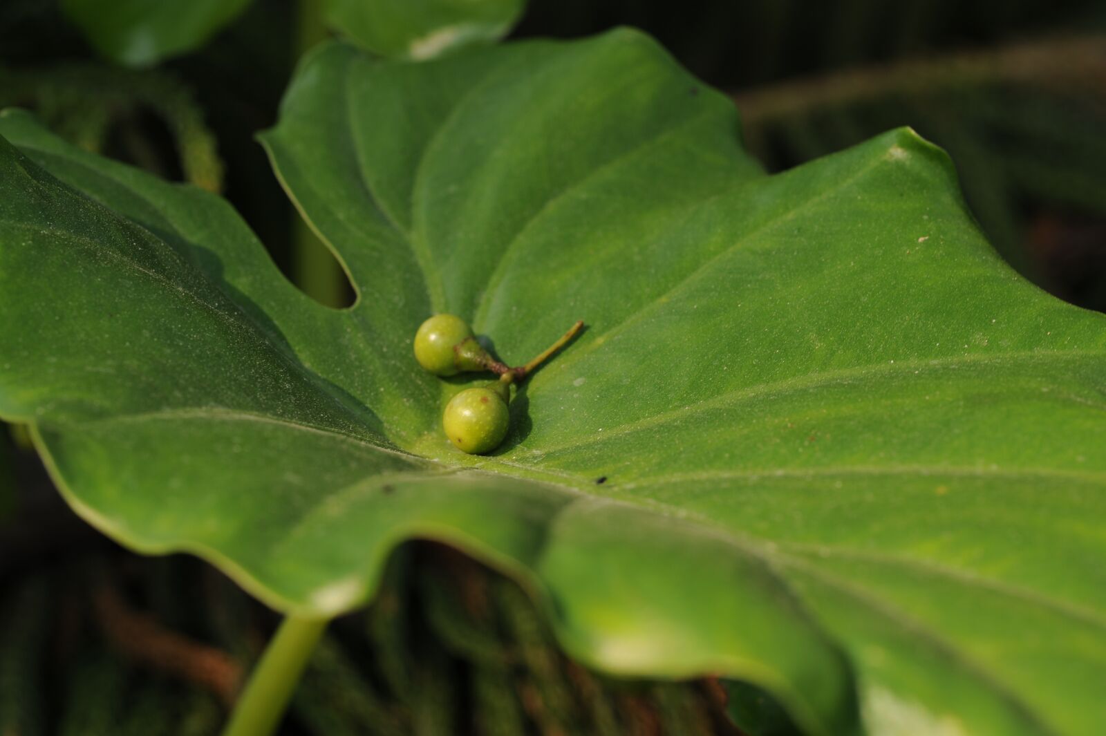Nikon D700 sample photo. The leaves, plant, fruit photography