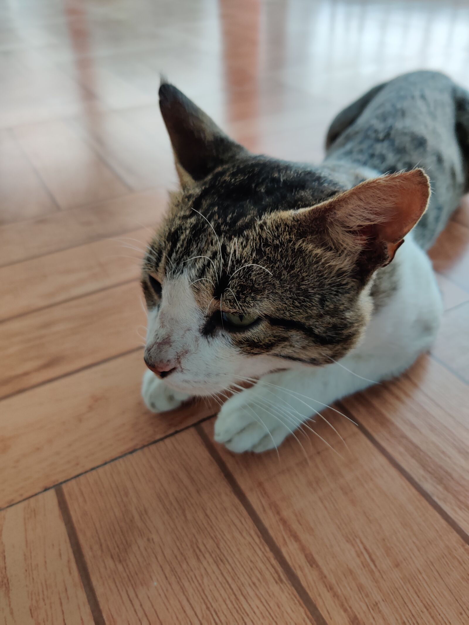 OnePlus HD1901 sample photo. Cat, kitten, indian cat photography