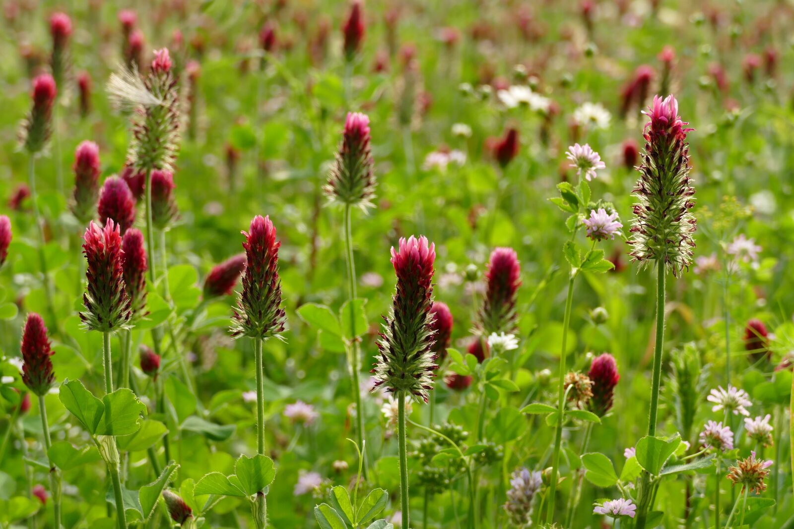 Panasonic Lumix DMC-FZ1000 sample photo. Blood clover, trifolium incarnatum photography