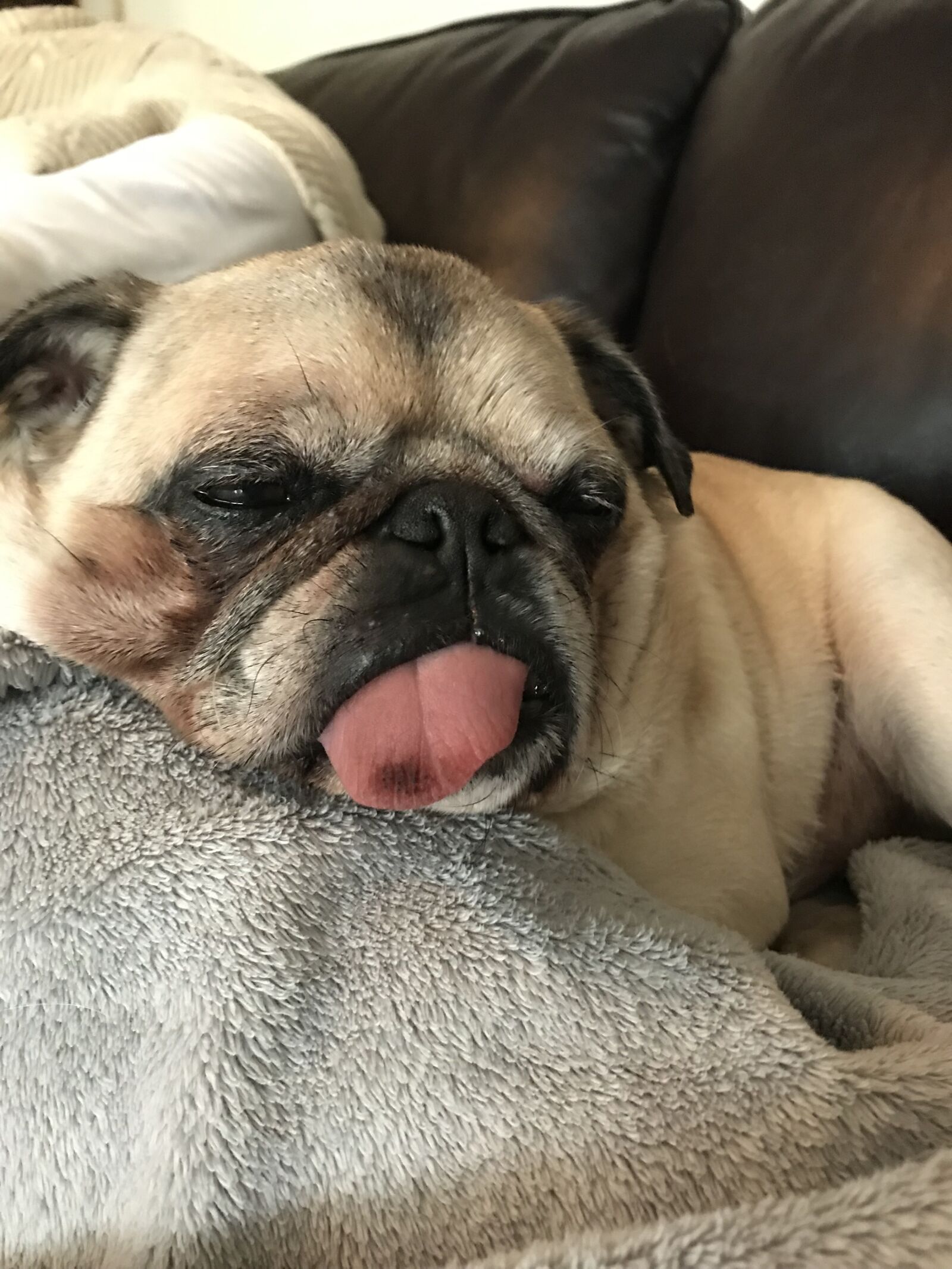 iPhone 7 back camera 3.99mm f/1.8 sample photo. Dog, pug, cute photography
