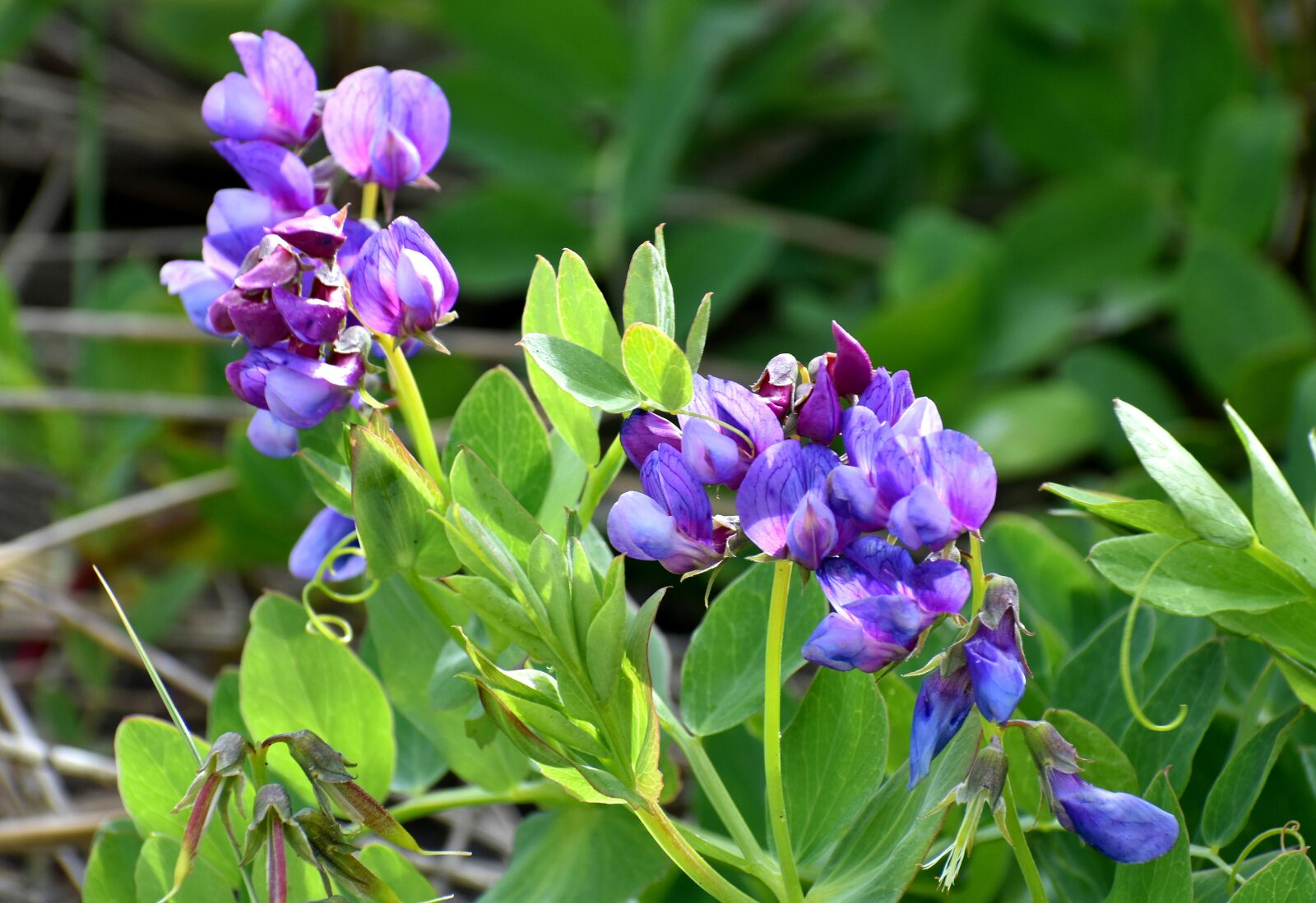Nikon D3400 sample photo. Beachpea, sweetpea, wildflower photography