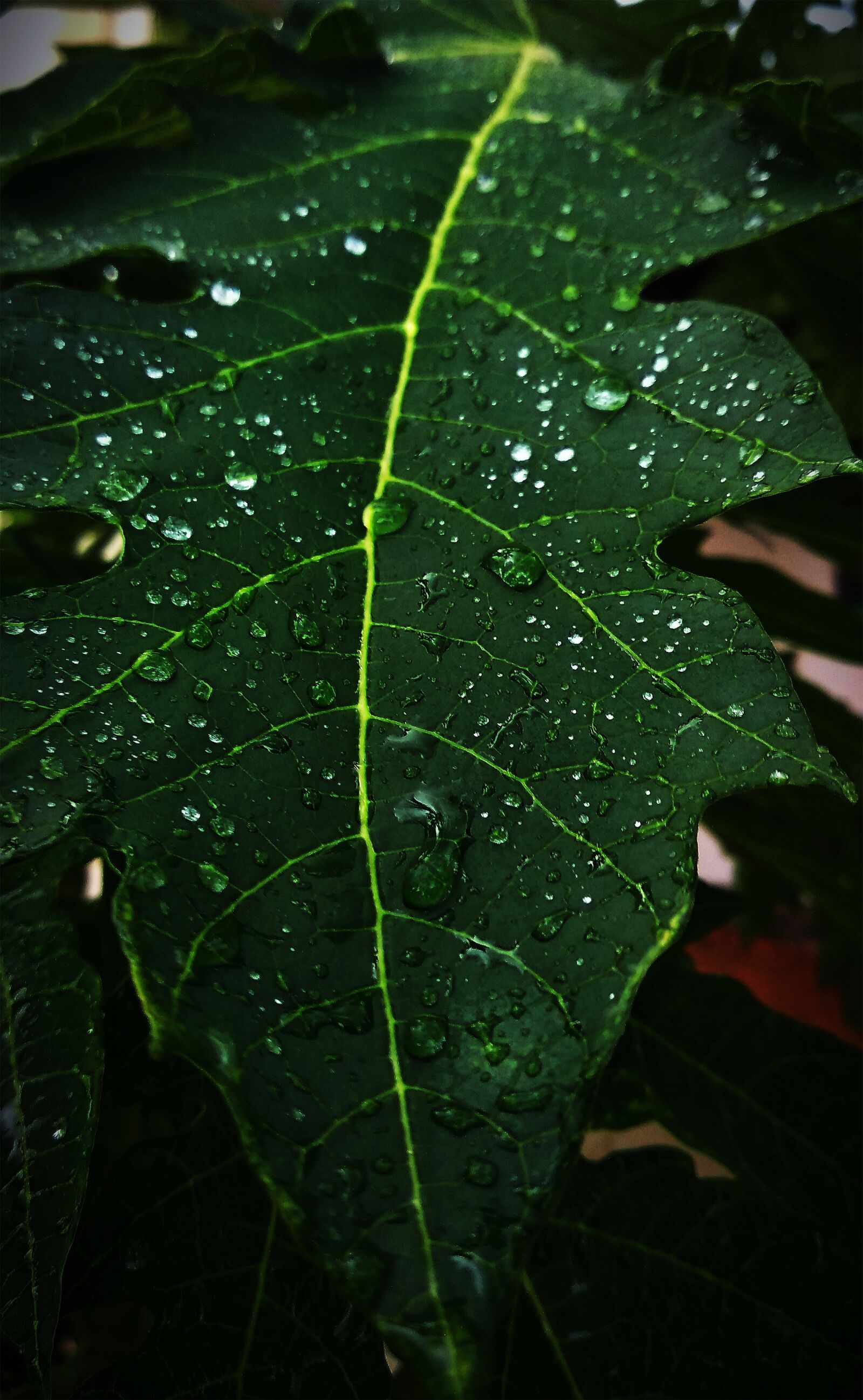 Xiaomi Redmi Note 5 sample photo. Papaya leaf, water drops photography