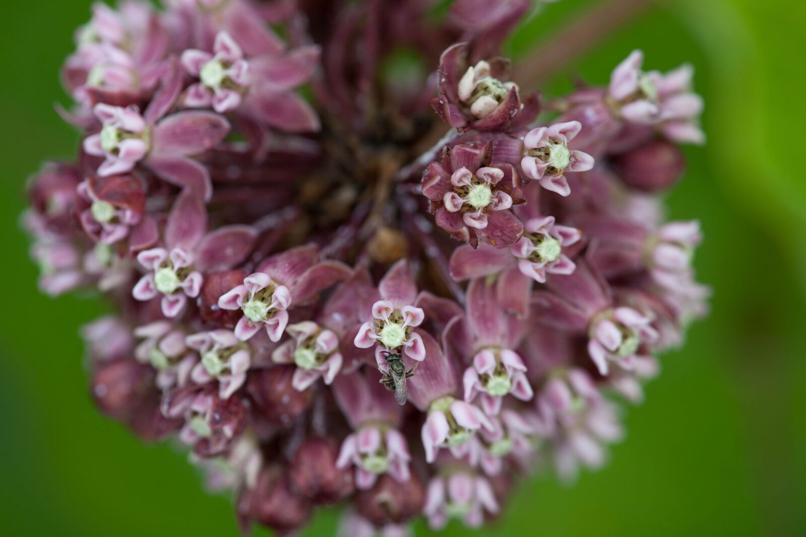 Canon EOS 5D Mark II sample photo. Milkweed, purple, pinkish flower photography
