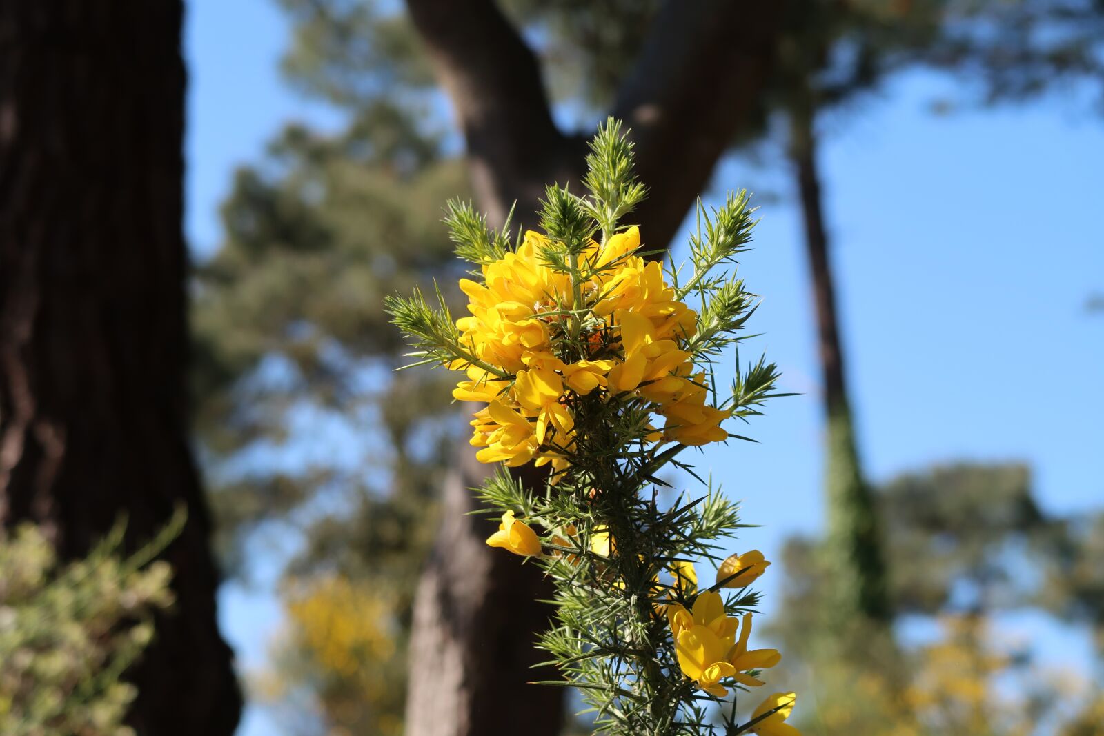 Canon PowerShot G7 X Mark II sample photo. Nature, broom, plant photography