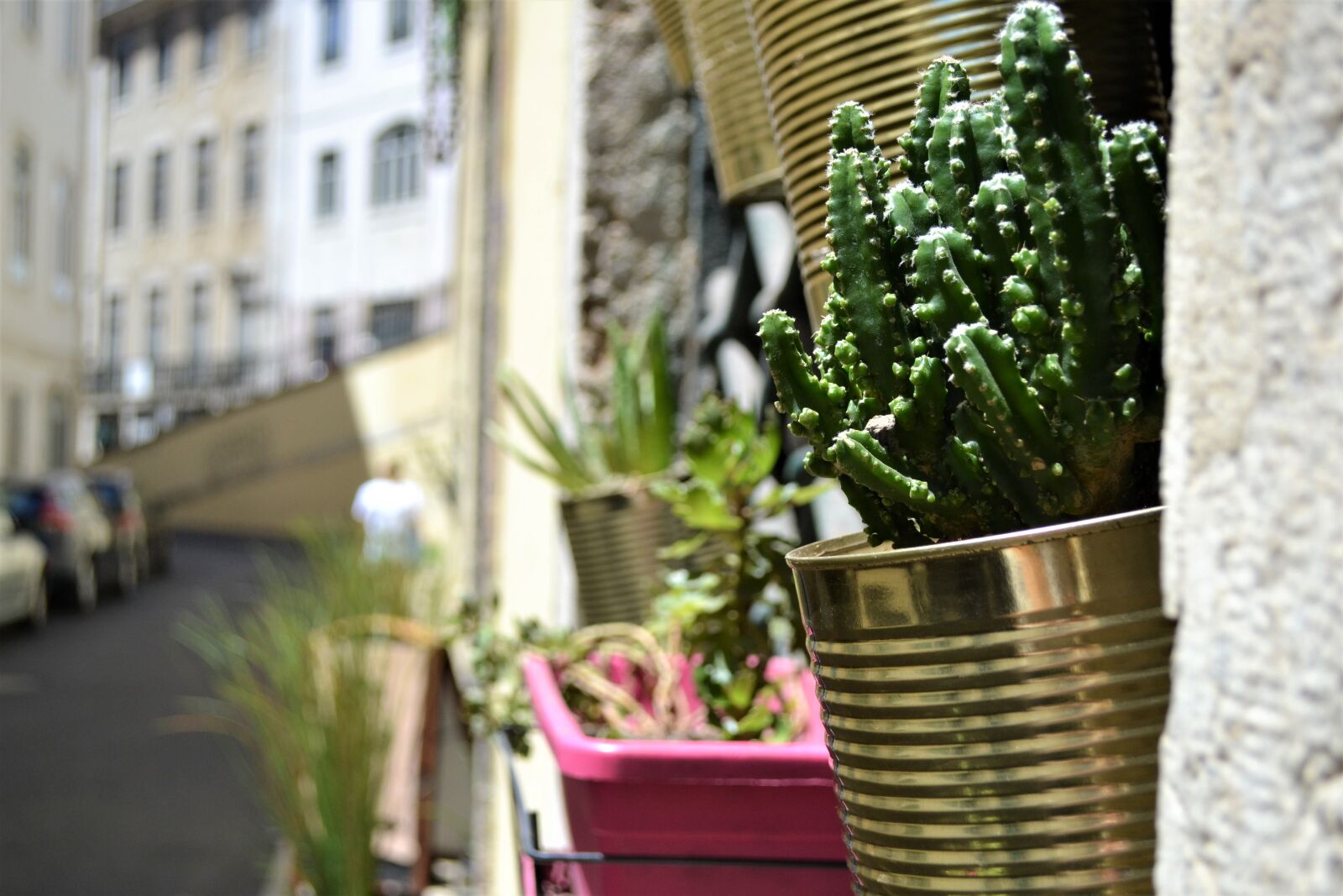Nikon D3100 sample photo. Cactus, plant, green photography