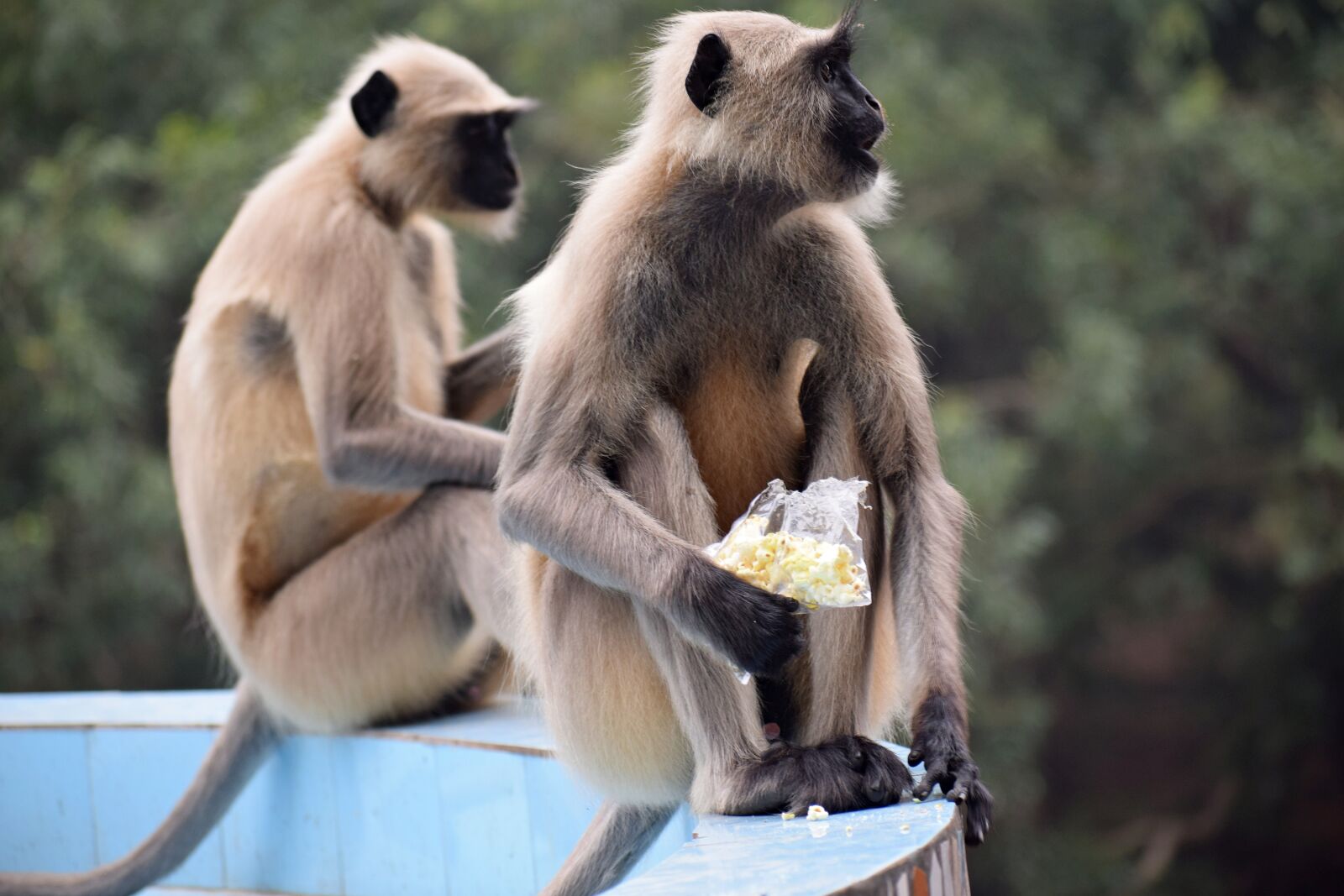 Nikon D3300 sample photo. Langoor, monkey, wildlife photography