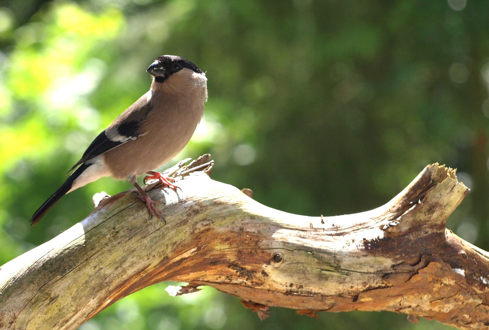 Olympus E-510 (EVOLT E-510) sample photo. Gimpel, female, bird photography